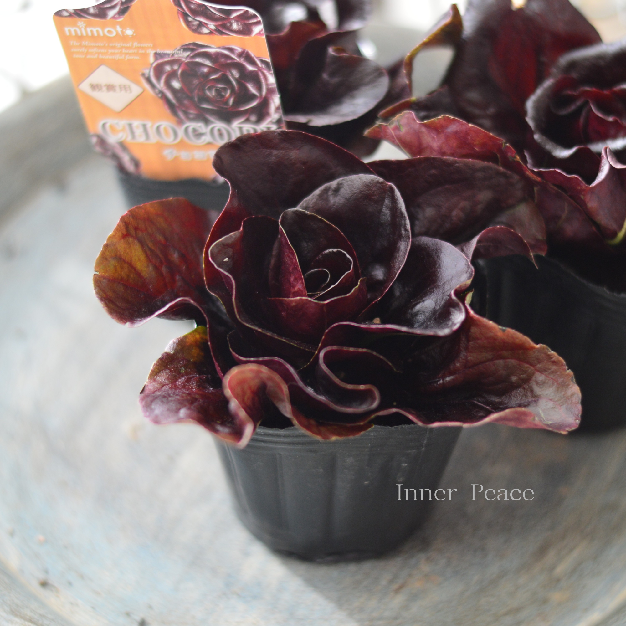 【オシャレ】 観賞用チコリ 『チョコリ』 3寸POT