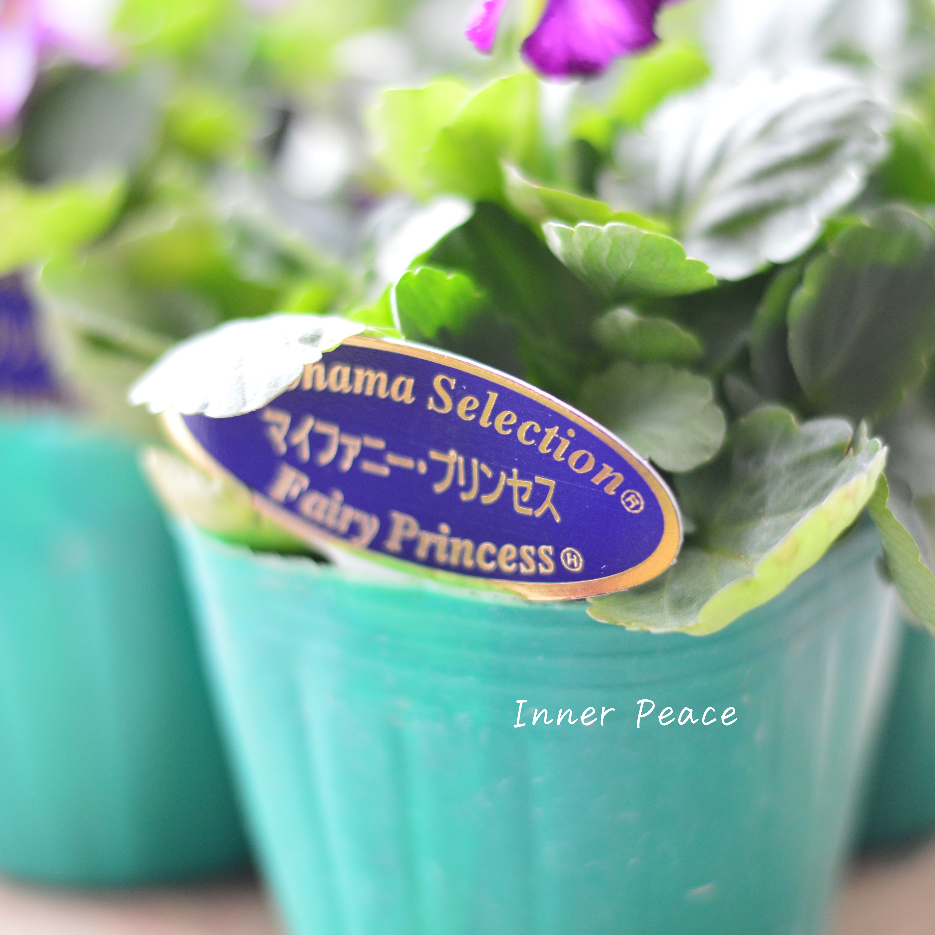 【人気】 ビオラ 『横浜セレクション・マイファニープリンセス』 3寸POT