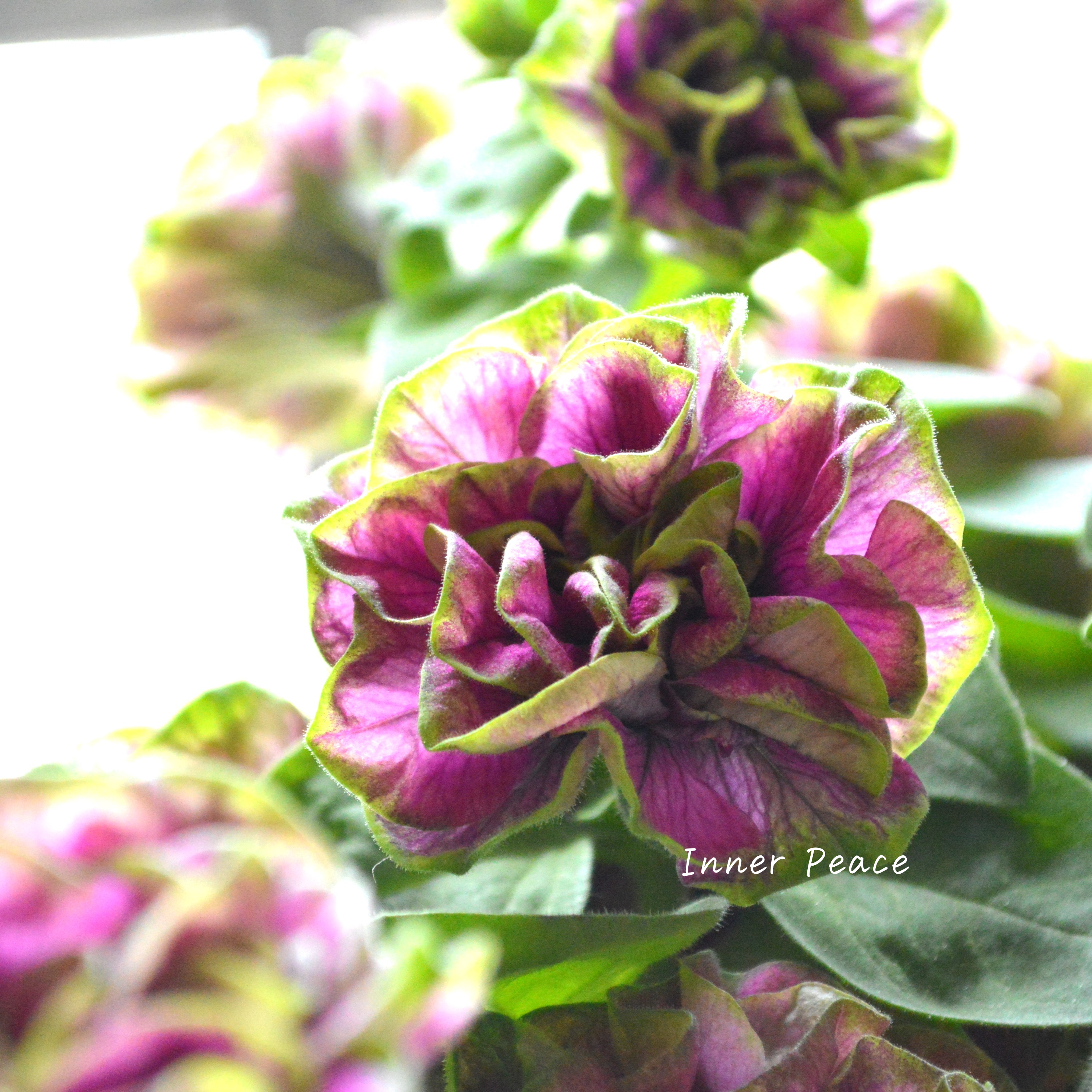 【ガルテン湘南さん】 ペチュニア 『湘南ルビーノ・ヴェルデ』 3.5寸POT