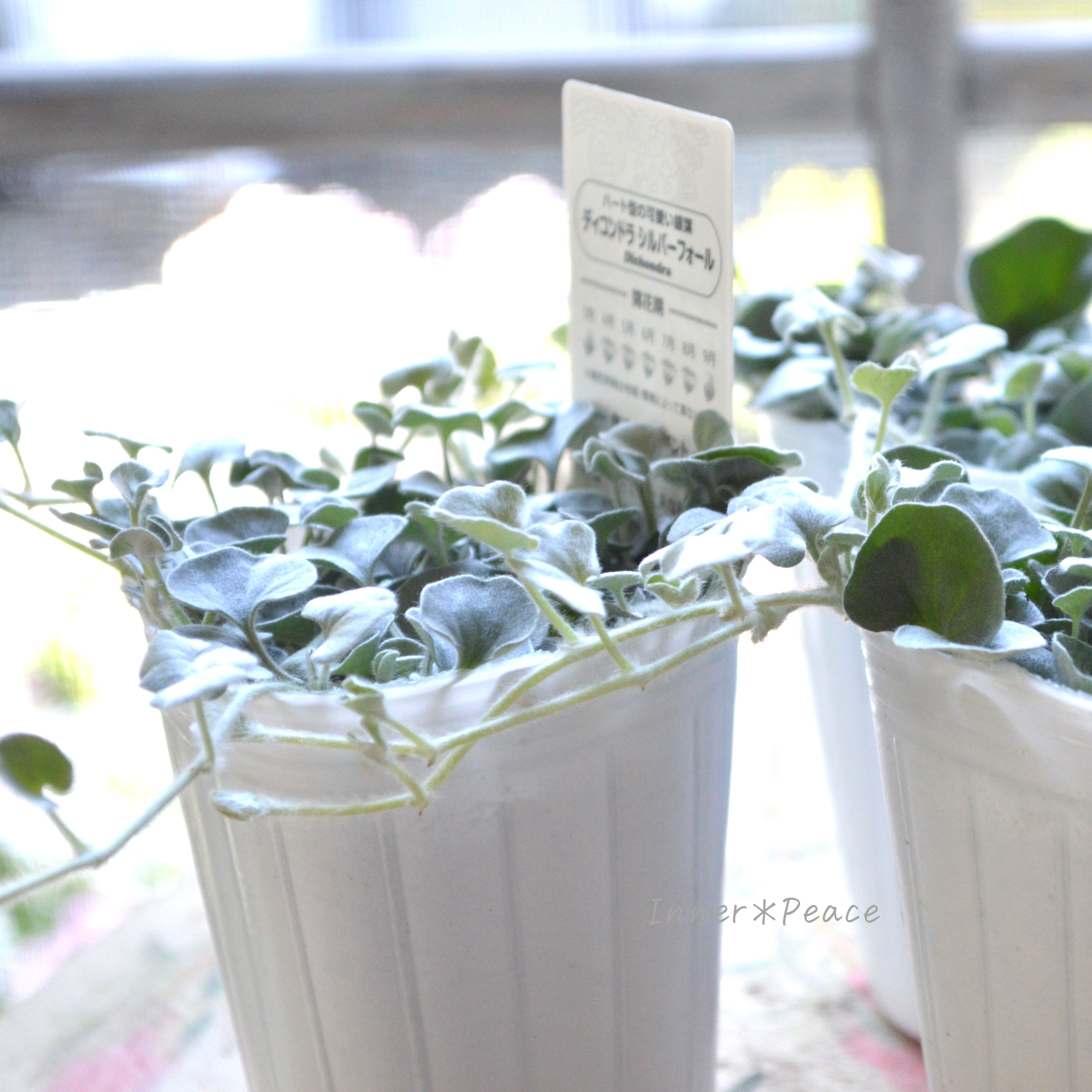 【オシャレ】 ディコンドラ 『シルバーフォール』 2.5寸ロングPOT