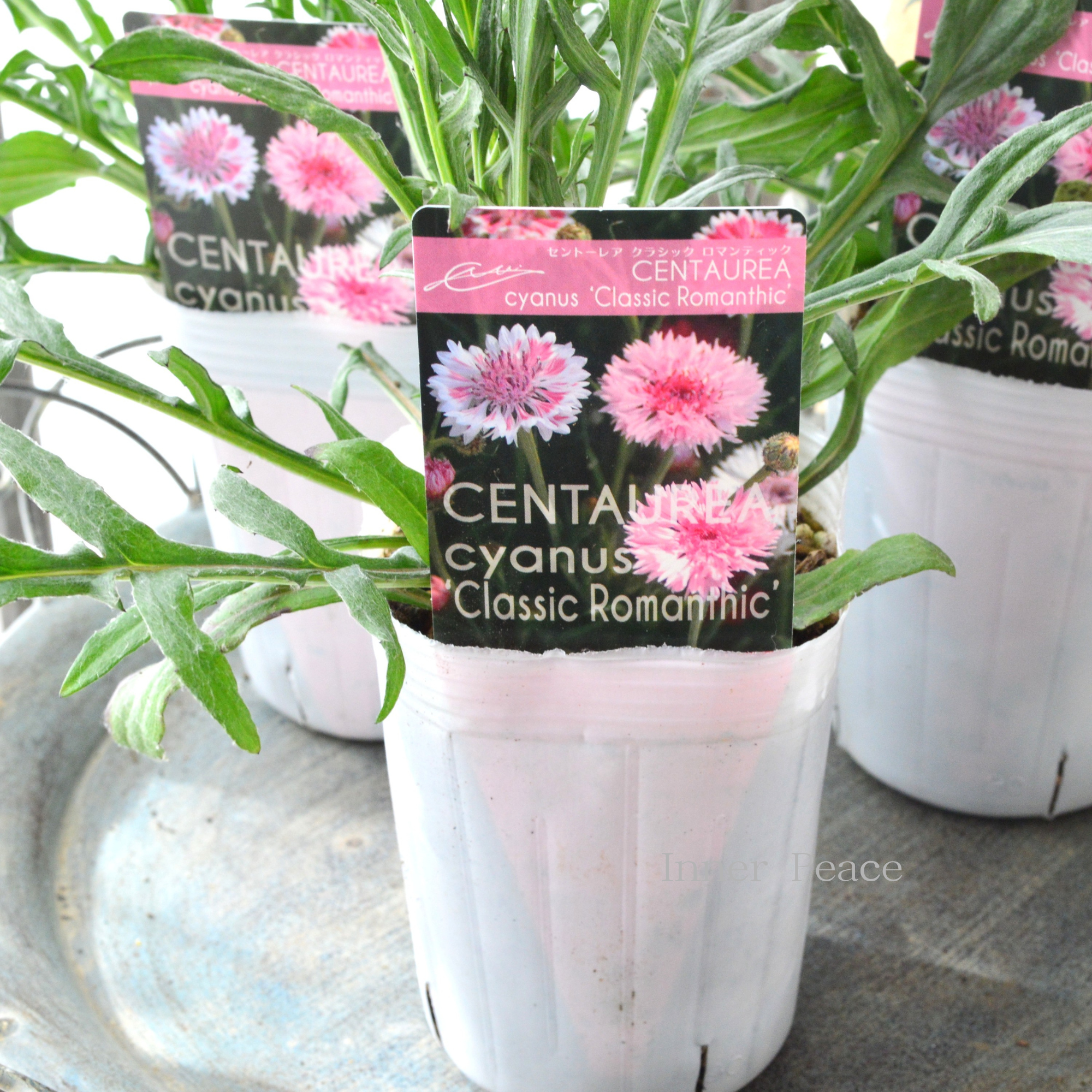 【寒さに強い】 セントーレア(矢車草) 『クラシックロマンティック』植え込み用 3寸POT