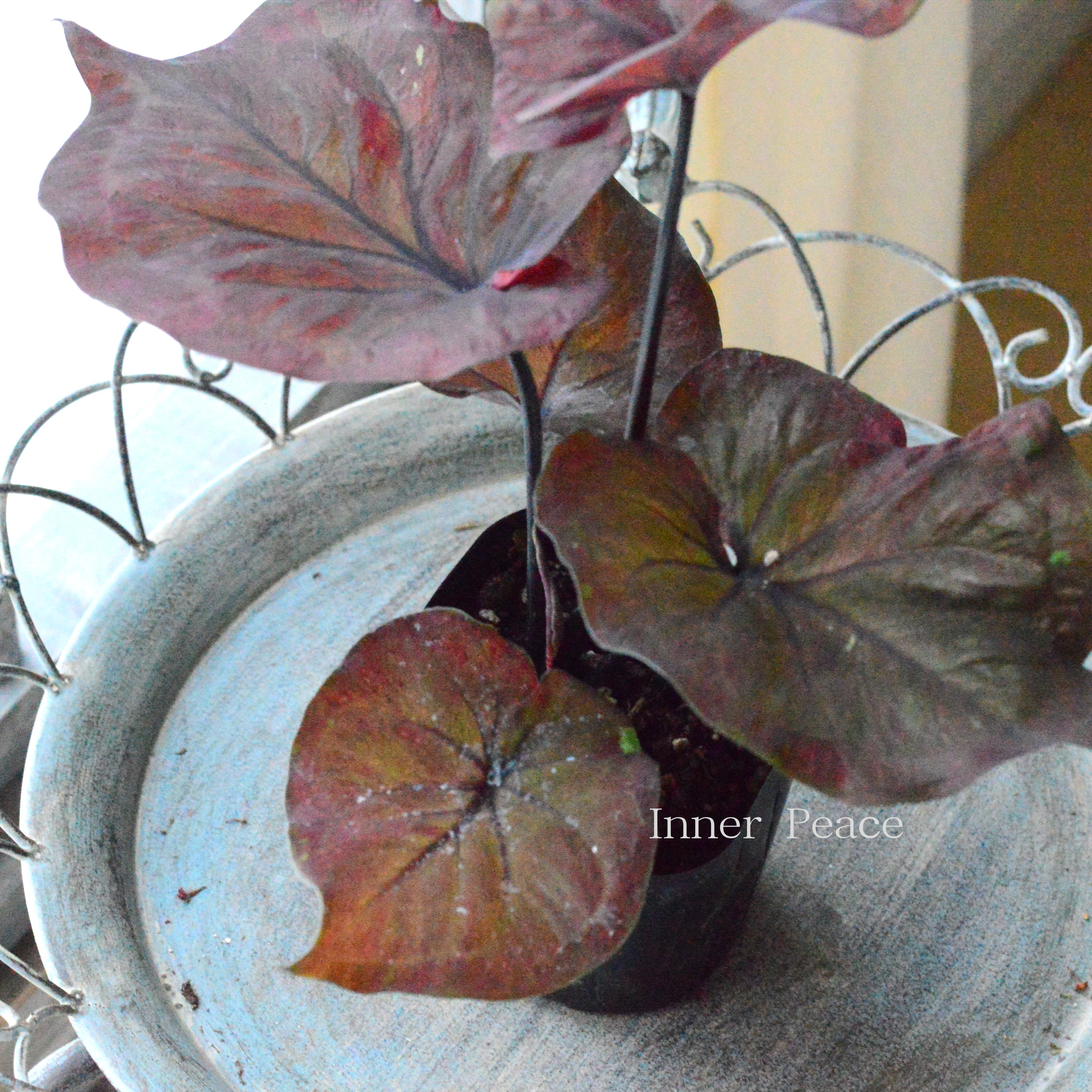 【シック】 カラジウム 『ブラックナイト』 3寸POT