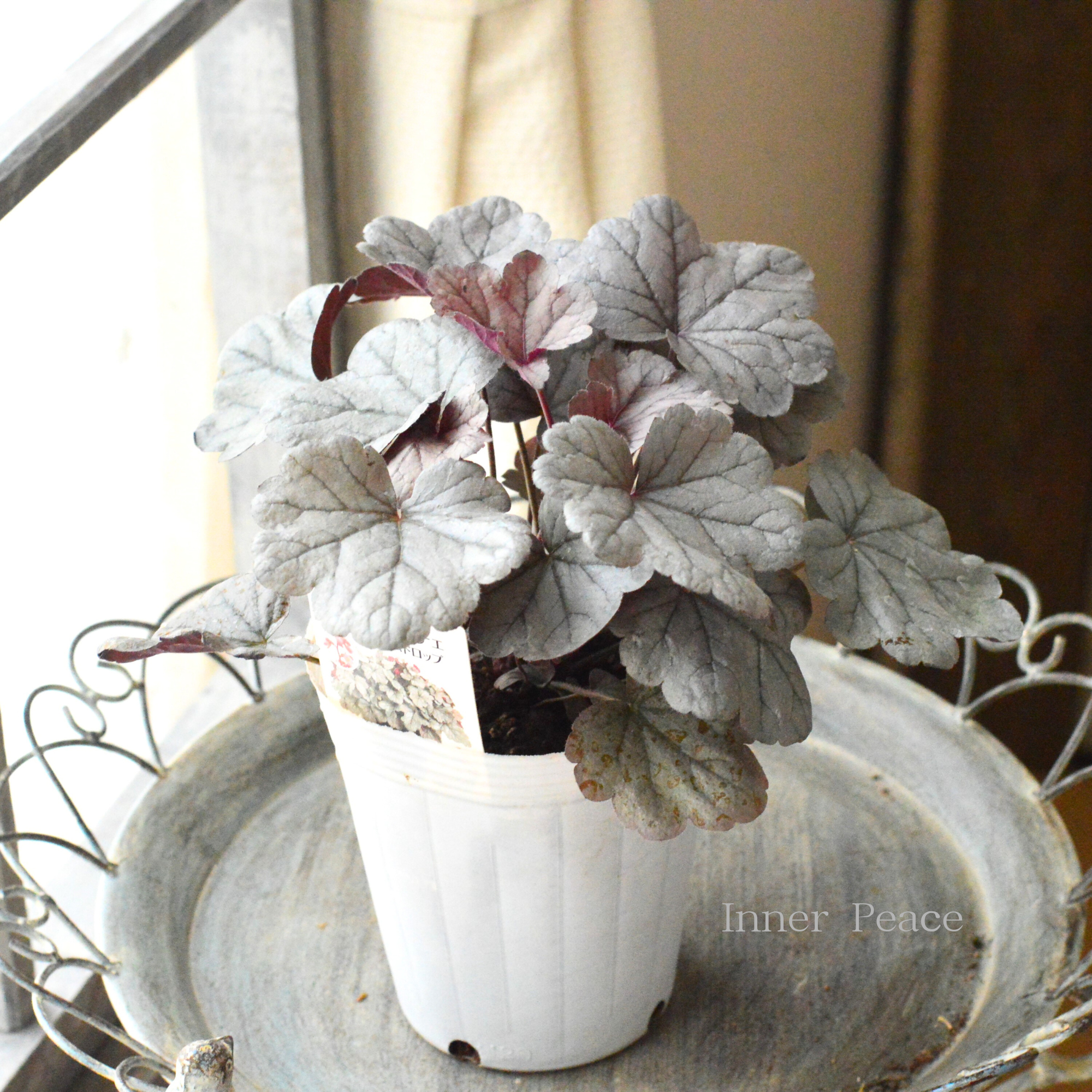 【PW】 ヒューケラ ドルチェ 『シルバーガムドロップ』 4寸ロングPOT