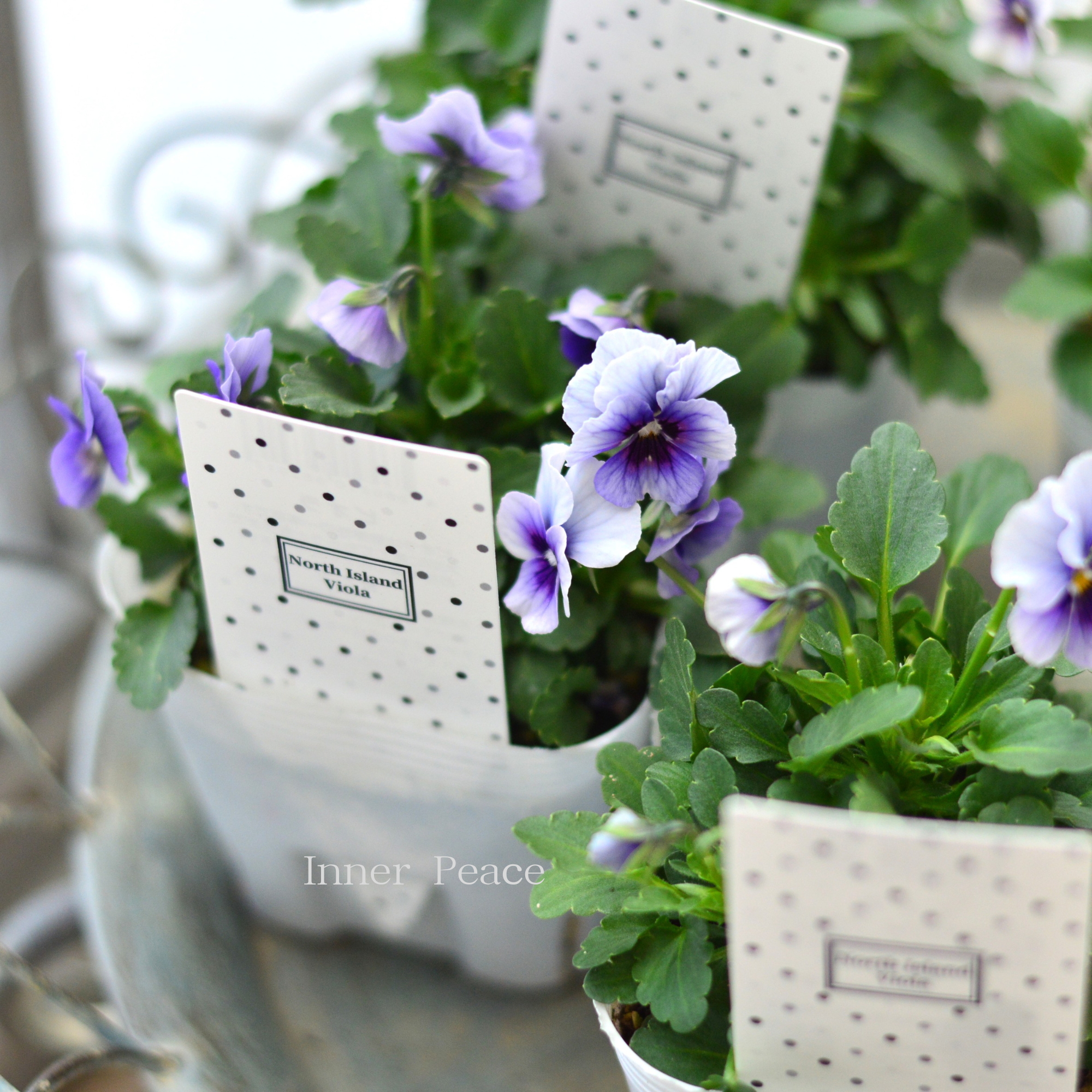 【北島園芸さん】 ビオラ 『試作品・②』 3.5寸POT