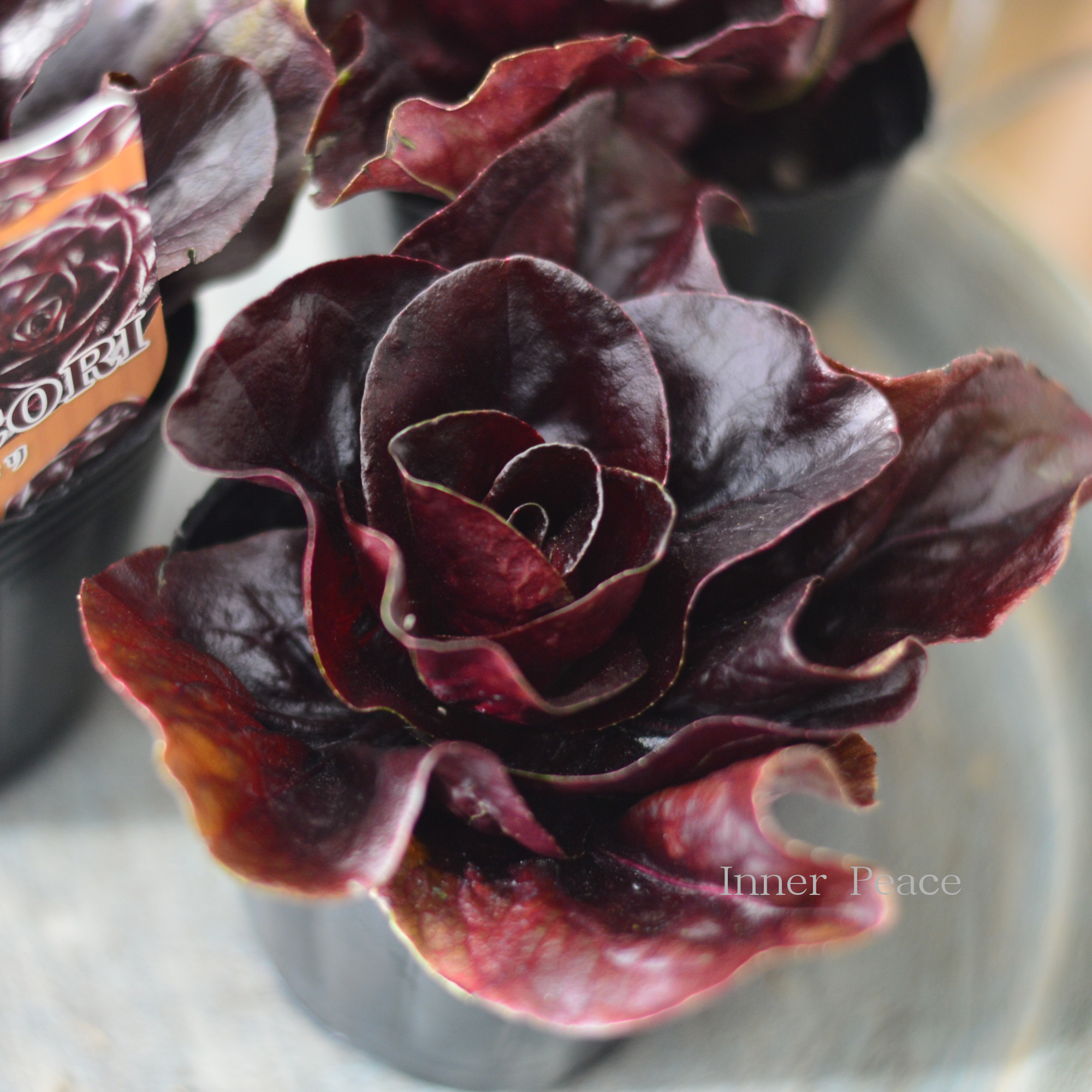 【オシャレ】 観賞用チコリ 『チョコリ』 3寸POT