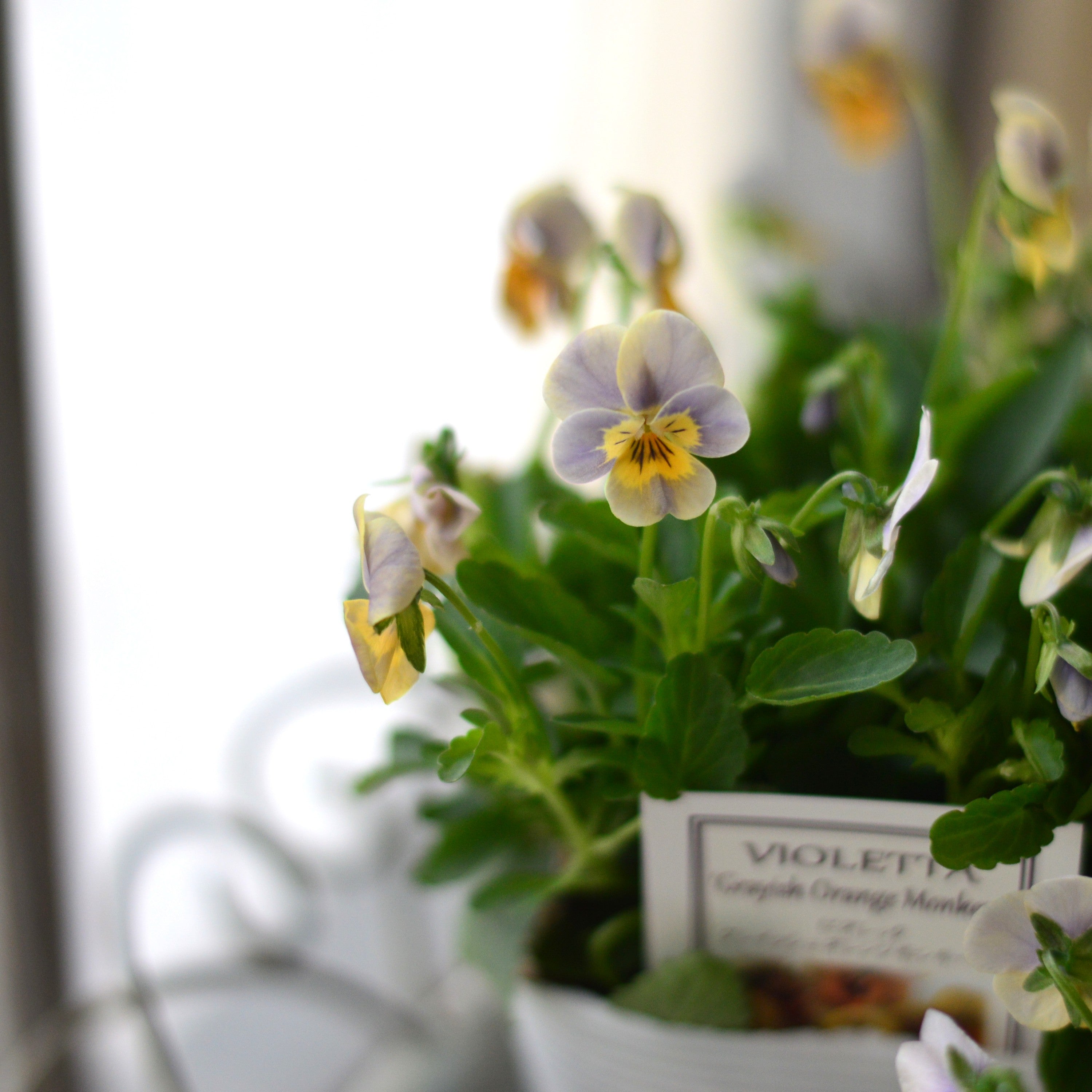 【かわいい】 小輪ビオラ ビオレッタ 『グレイッシュオレンジモンキーズ』 3.5寸POT