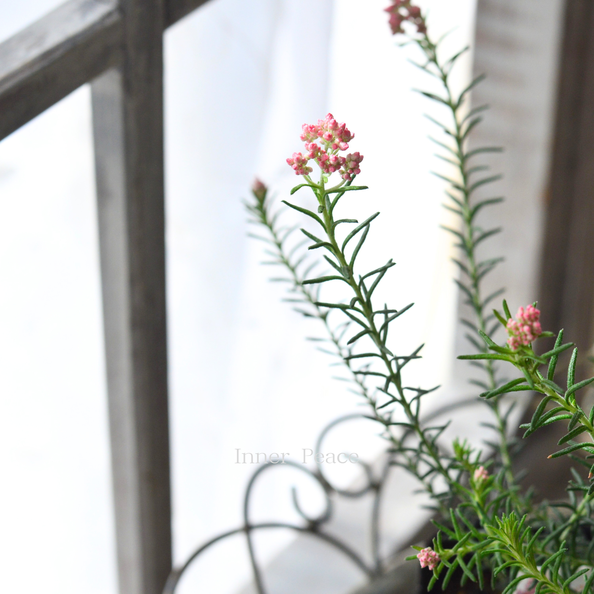 【人気】 ライスフラワー 『ピンク』 3寸POT