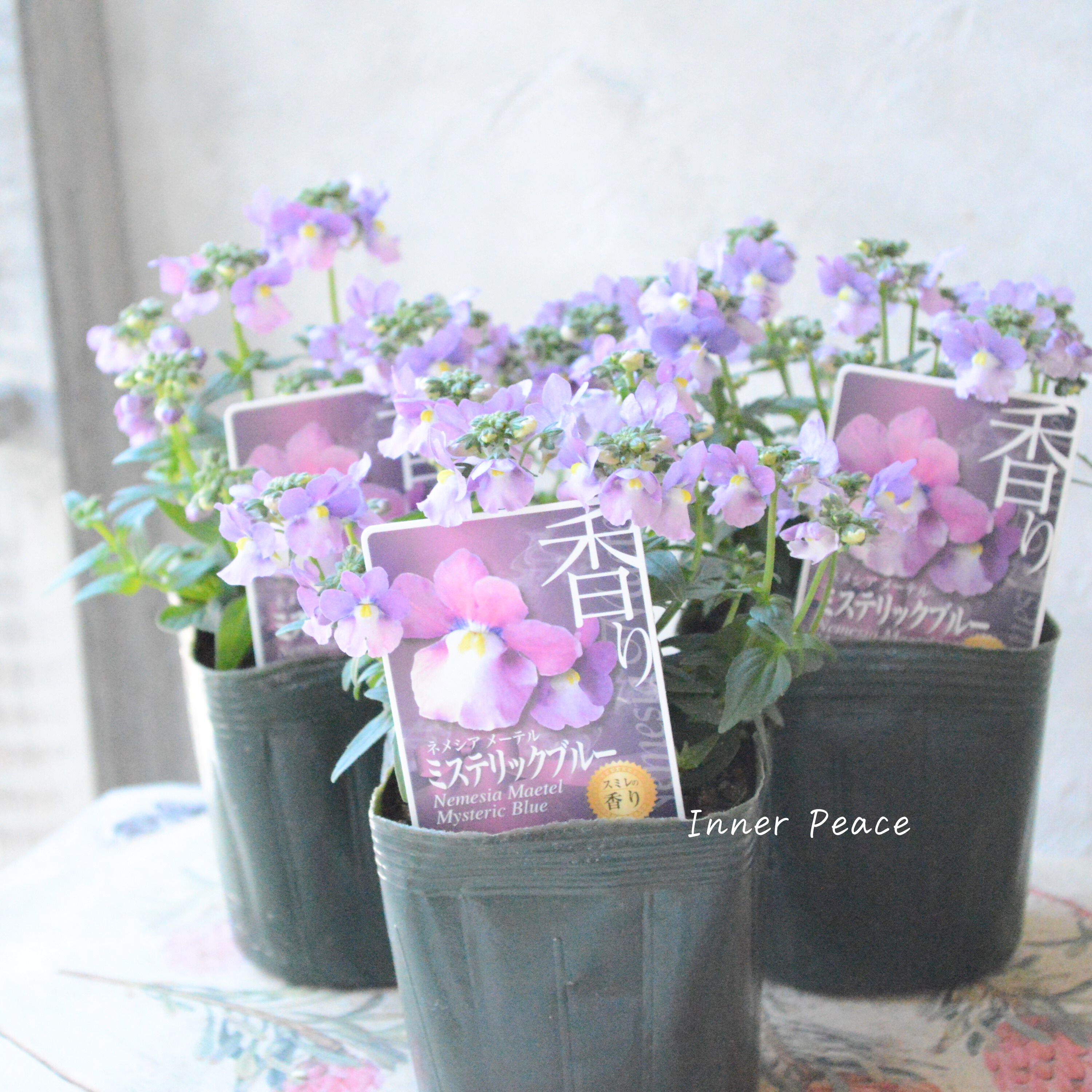 【ゲブラさん】 ネメシア・メーテル 『ミステリックブルー』 3.5寸POT