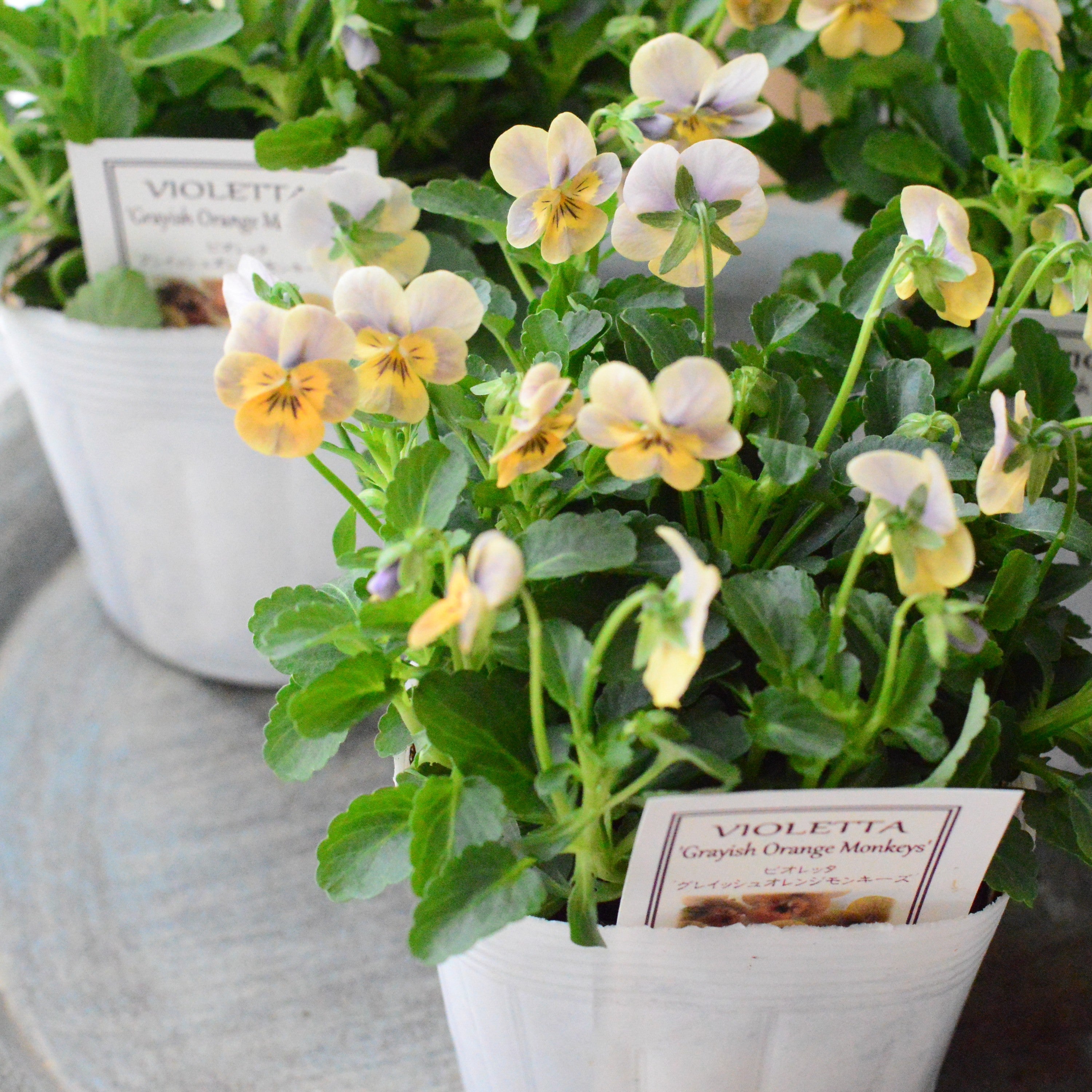 【かわいい】 小輪ビオラ ビオレッタ 『グレイッシュオレンジモンキーズ』 3.5寸POT