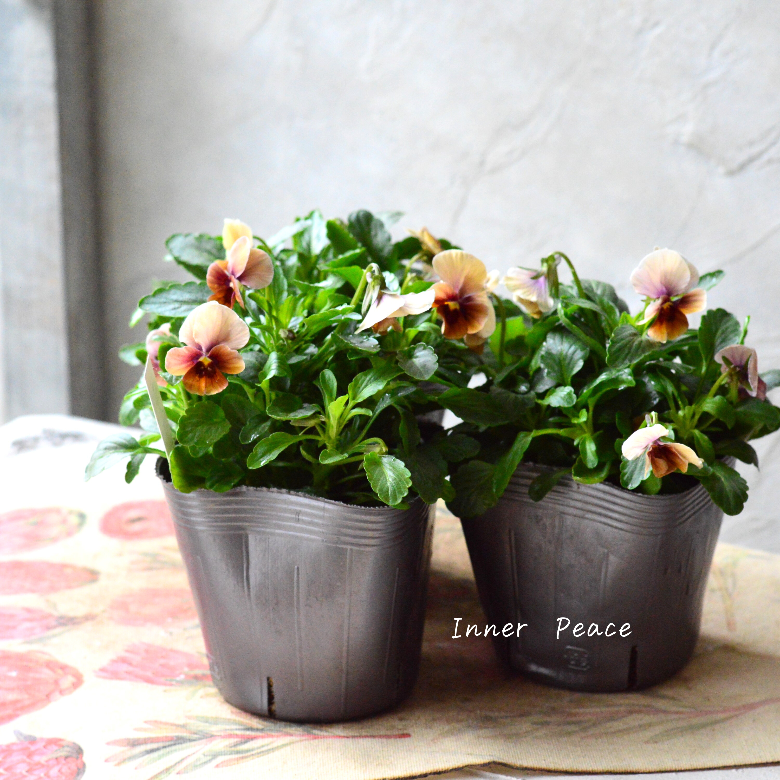 【tef*tef*さんオリジナルビオラ】 サンセットグロー 3.5寸POT