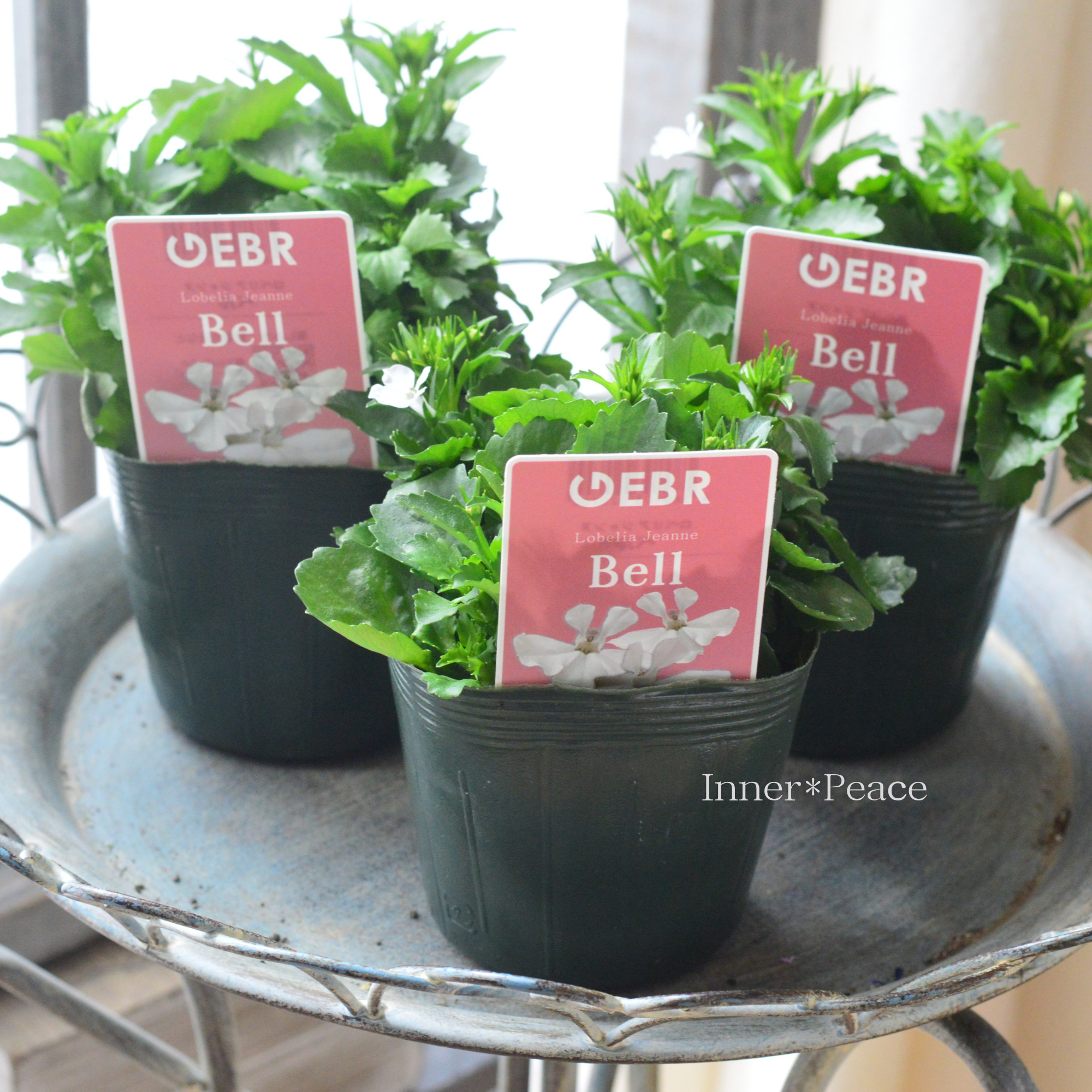 【ゲブラさん】 ロベリア 『Bell ~ベル~』 3.5寸POT