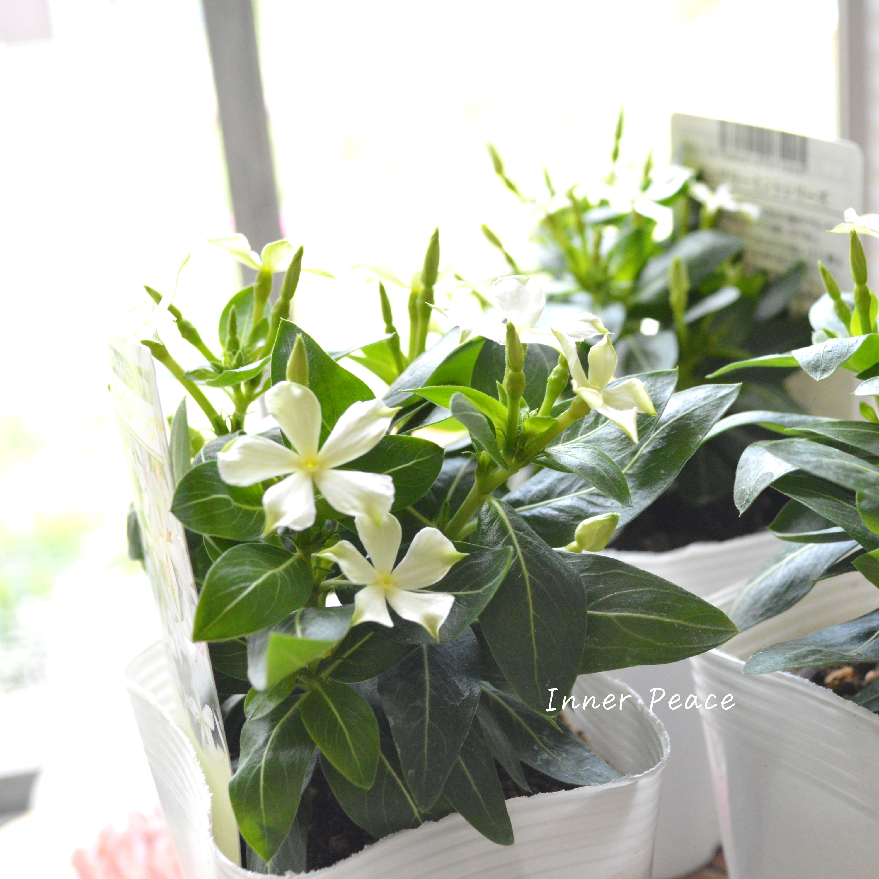 【北島園芸さん】 ニチニチソウ 『フェアリーミント・イエローアイ』 3.5寸POT