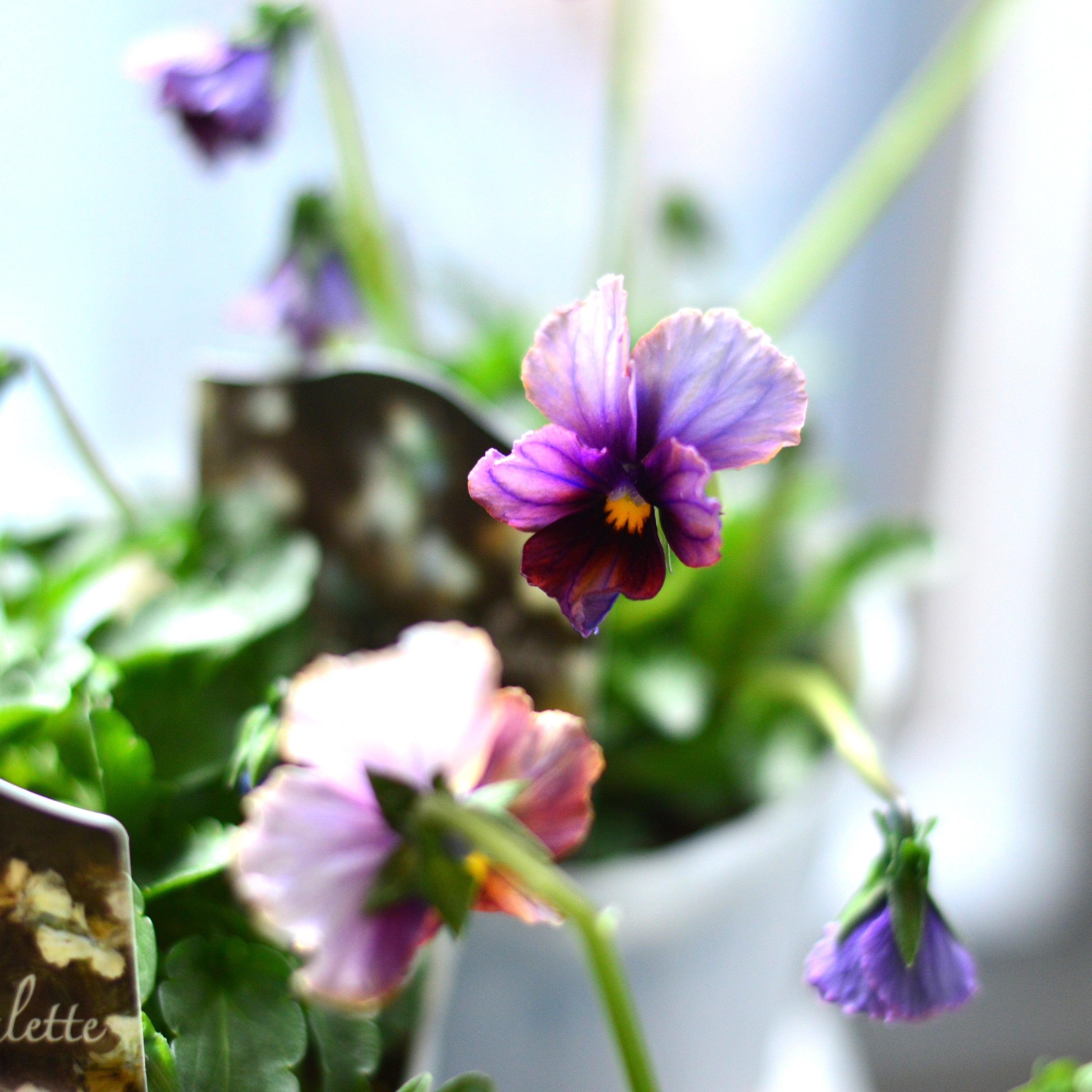 【希少】 ナラティブフラワーズさん 『パリアンパレット』 3寸ロングPOT