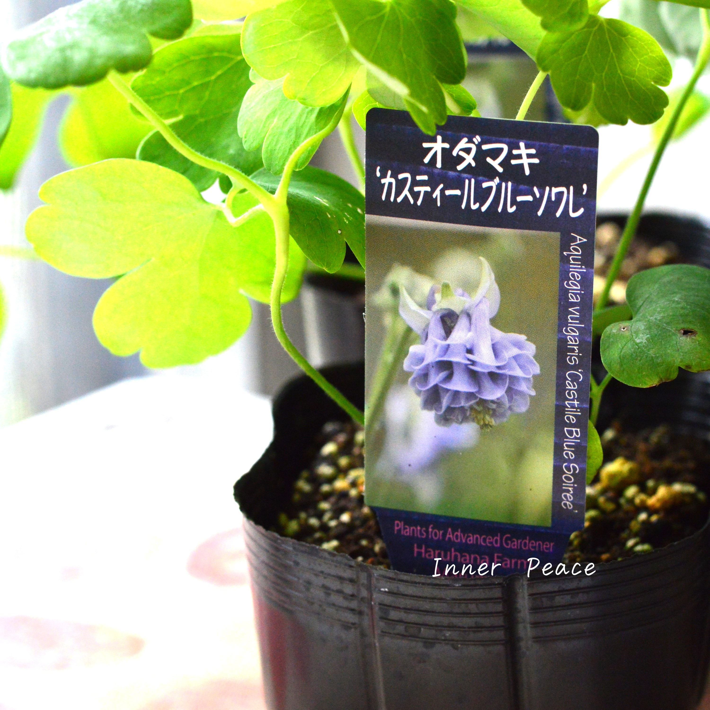 【希少】 八重咲きオダマキ 『カスティールブルー ソワレ』 3.5寸POT