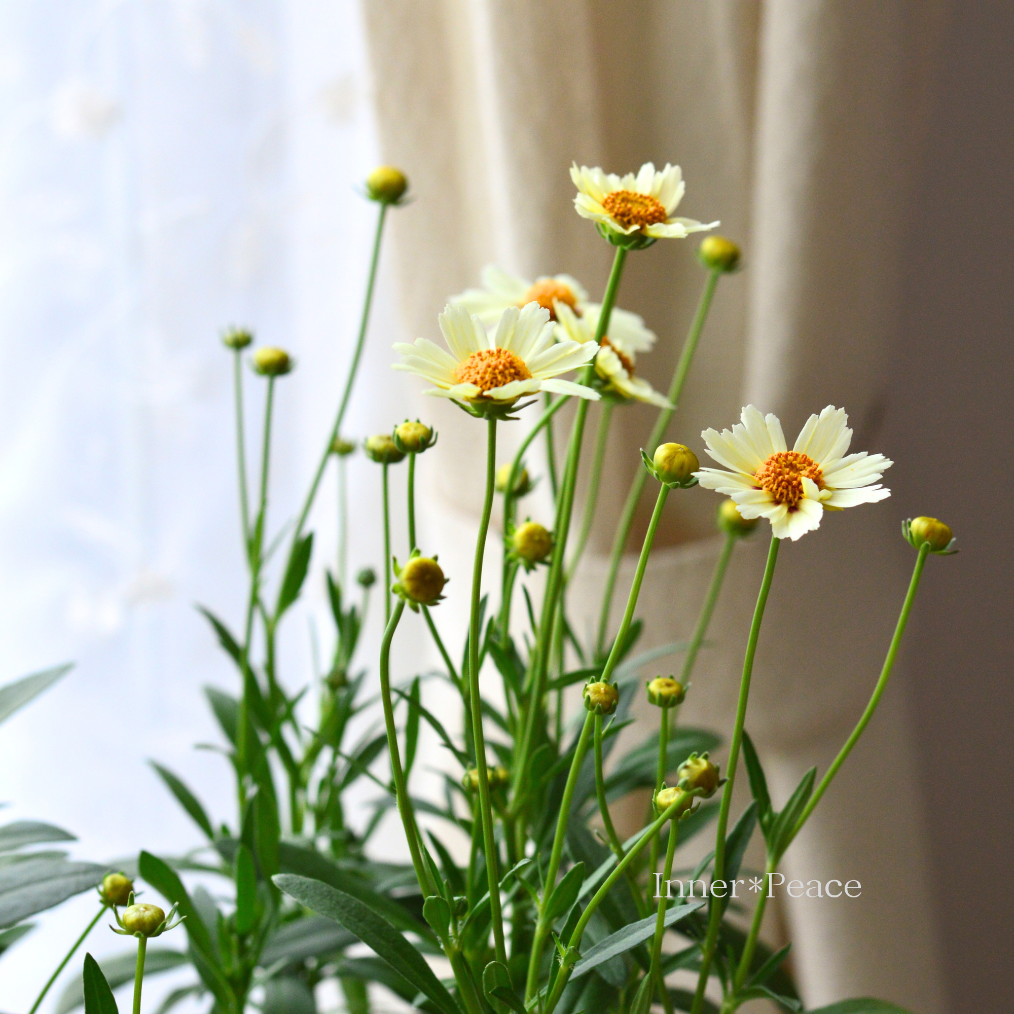 【開花期が長い】 コレオプシス 『スタークラスター』 3寸POT
