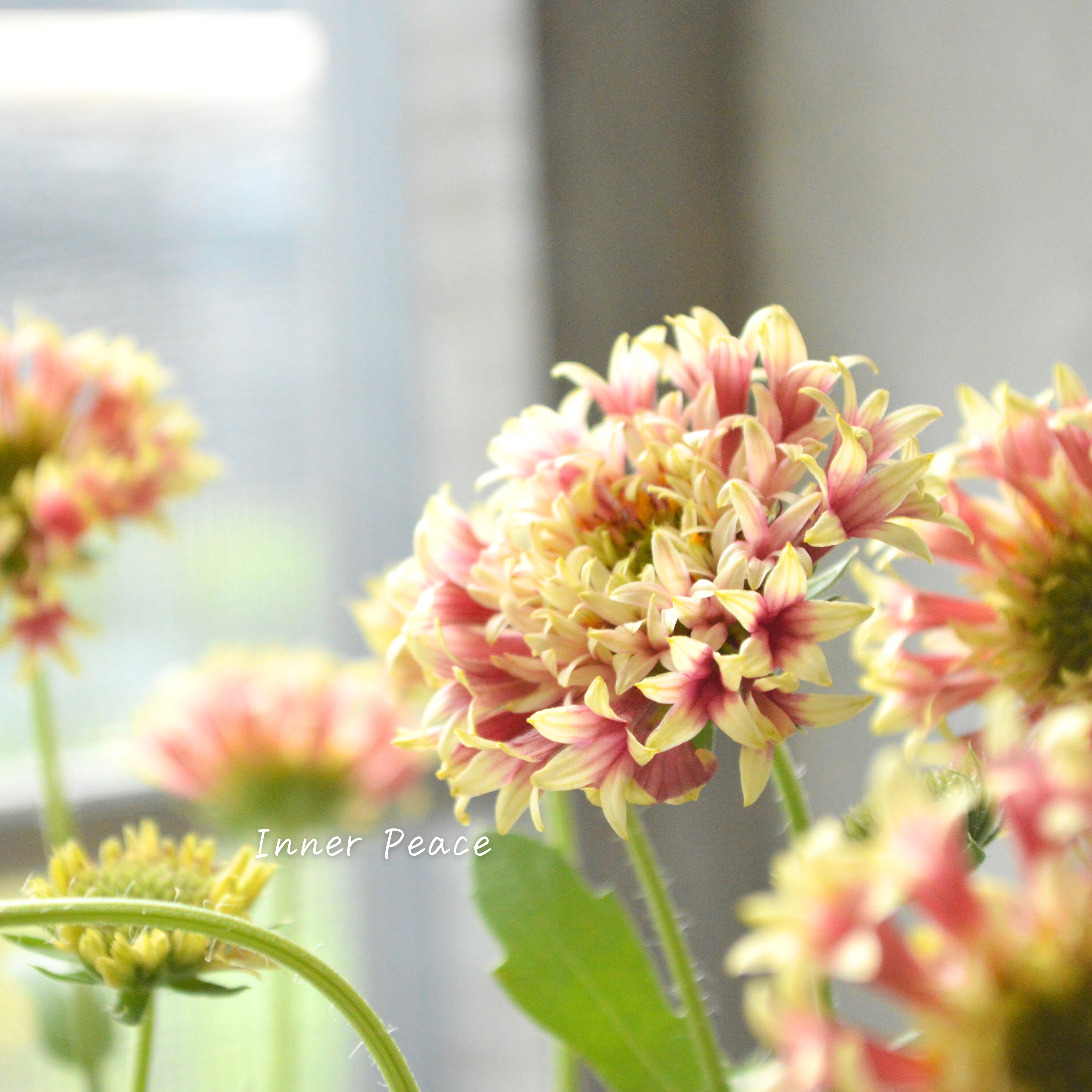 【人気】 ガイラルディア 『フルーティ・アップルマンゴー』 3寸ロングPOT