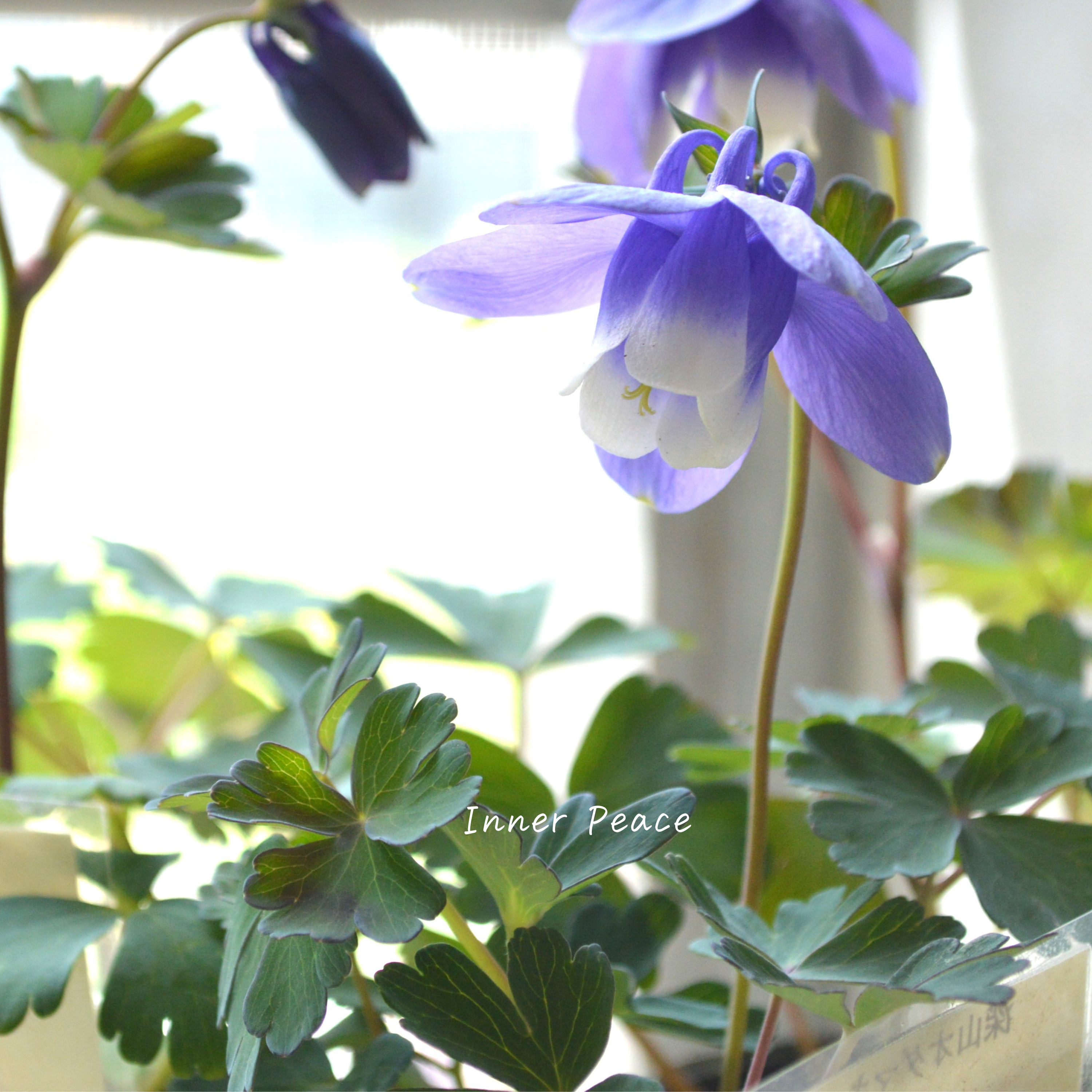 【美しい】 深山オダマキ 『紫花』 3寸POT