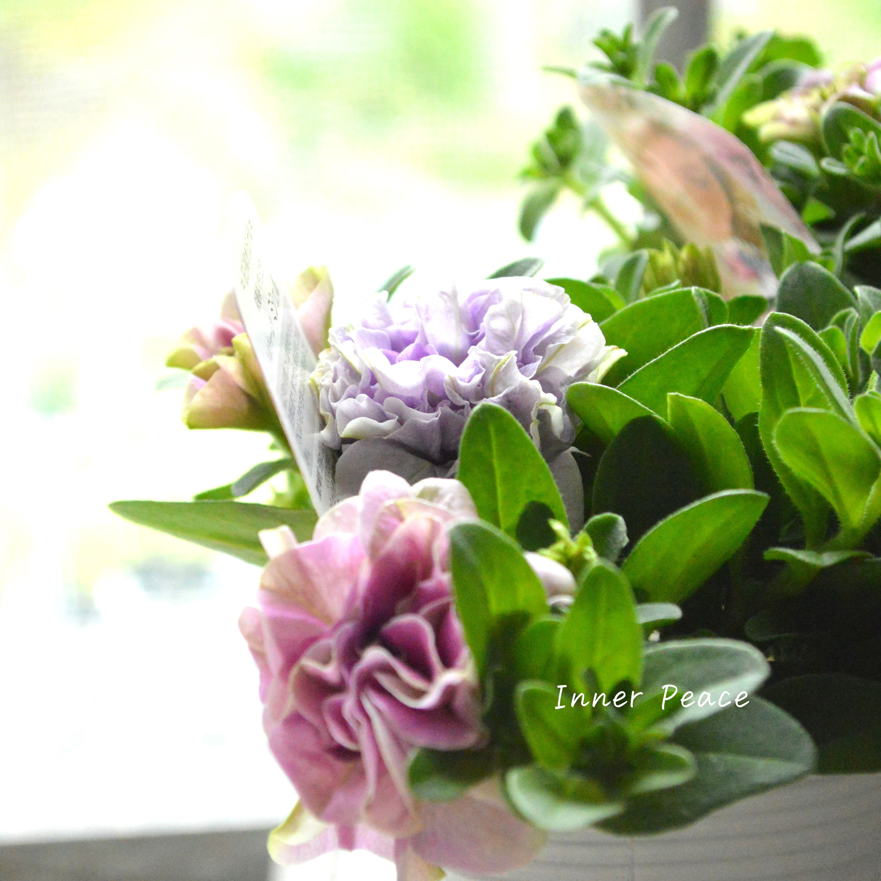 【花日和さんオリジナル】 栄養系ペチュニア 『ベルチャーム・ミシェル』 3.5寸POT