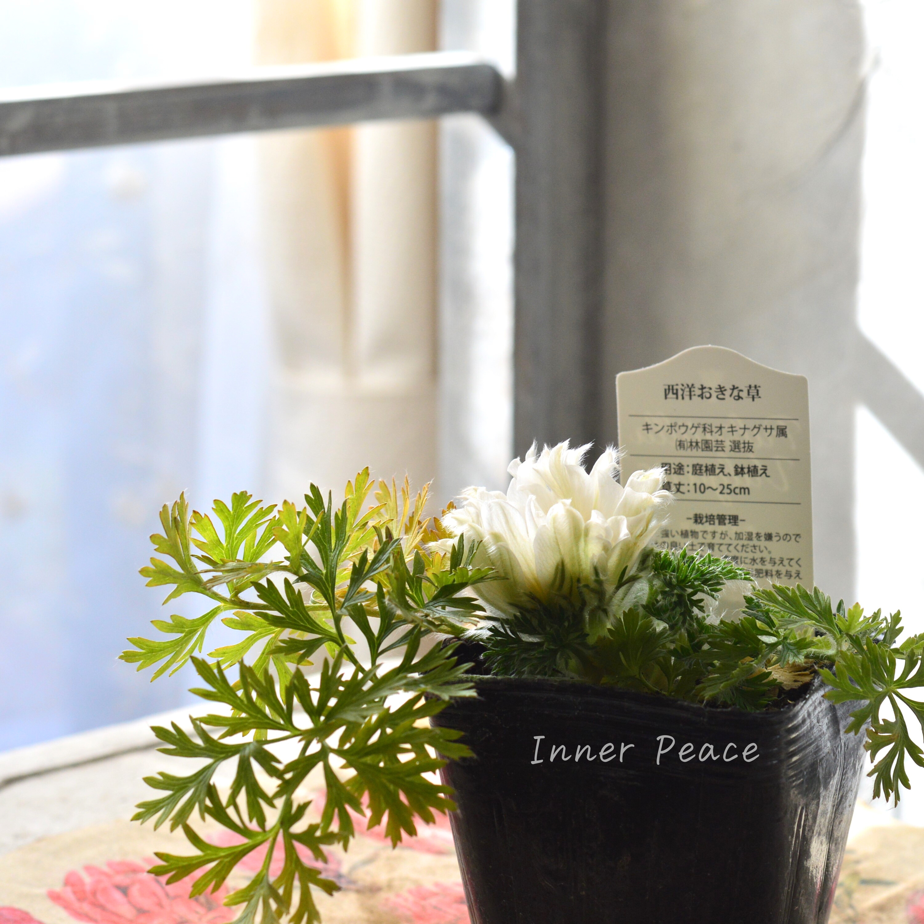 【美しい】 西洋オキナグサ 『プルサティラ ブルガリス・ホワイト』 3.5寸POT