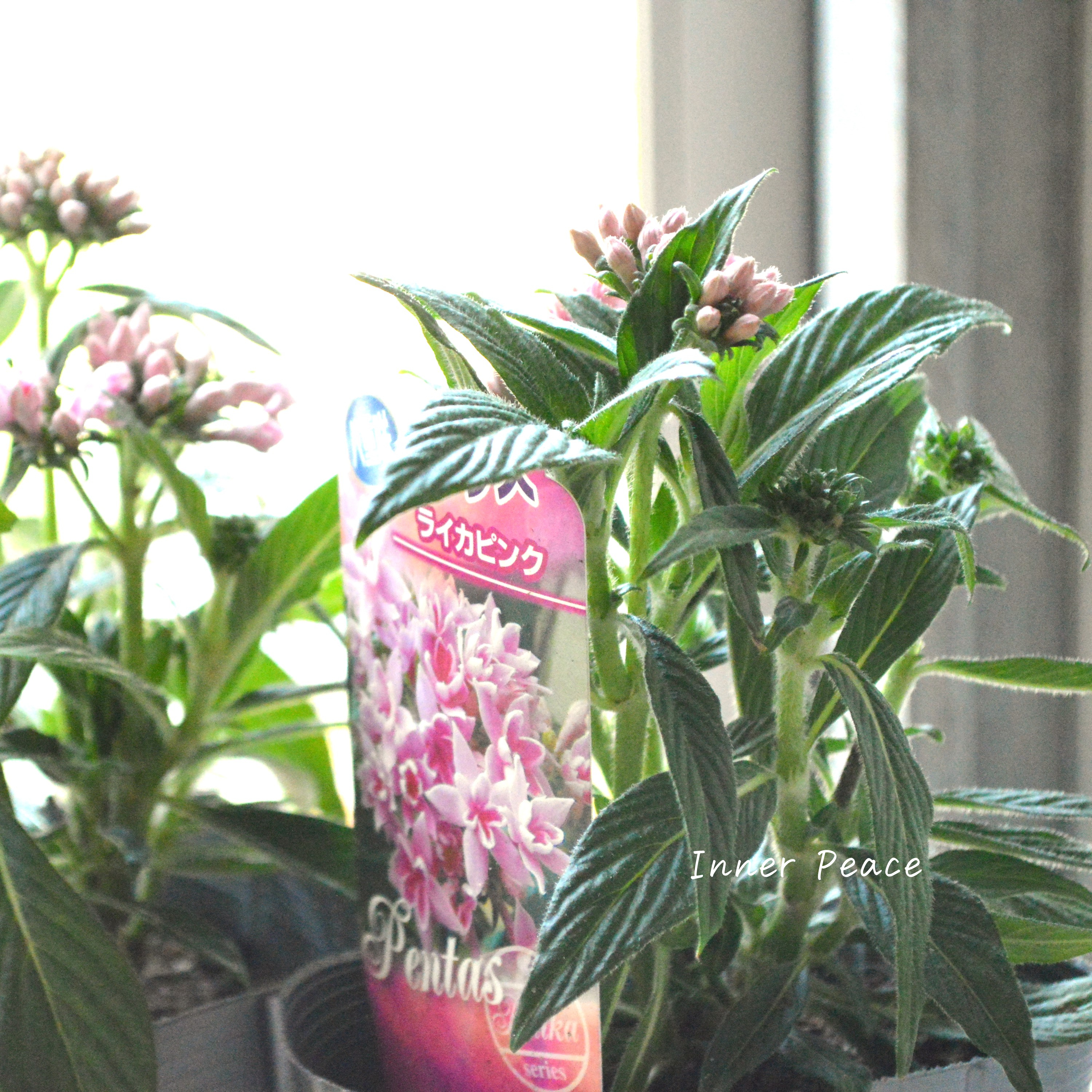 【暑さに強い】 八重咲きペンタス 『ライカ・ピンク』 3.5寸POT