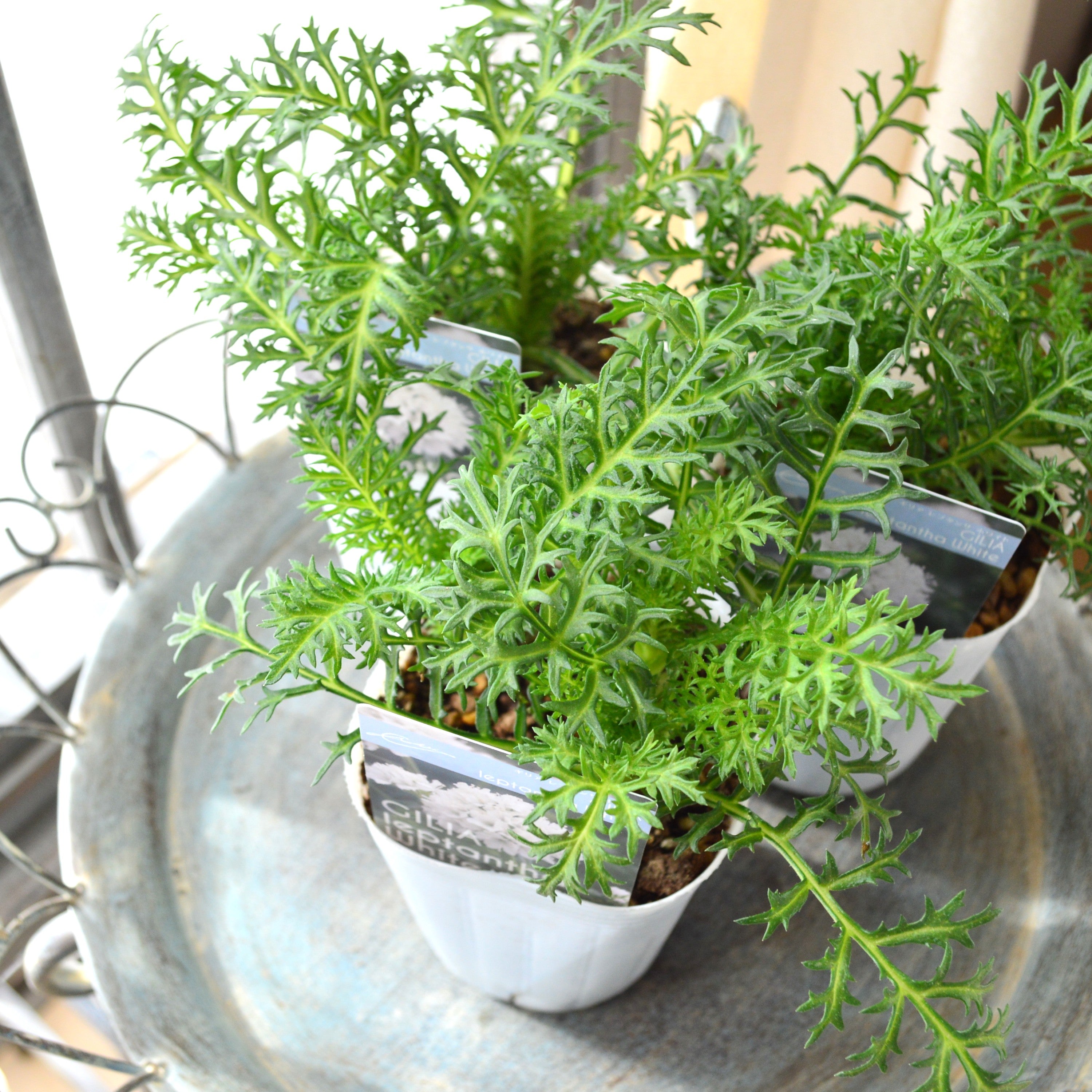 【美しい】 ギリア 『レプタンサ・ホワイト』 植え込み用 3寸POT