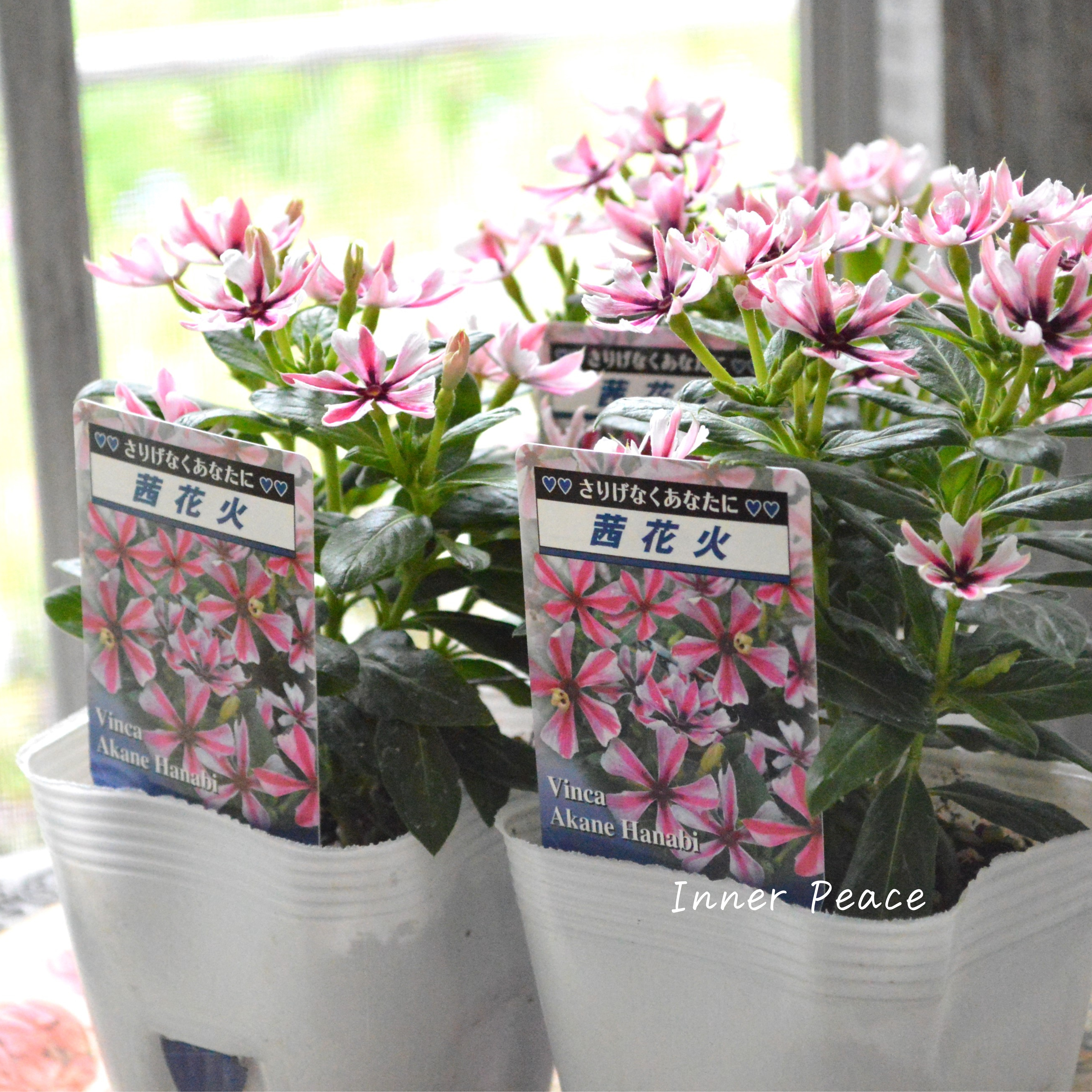 【北島園芸さん】 ニチニチソウ 『茜花火』 3.5寸POT