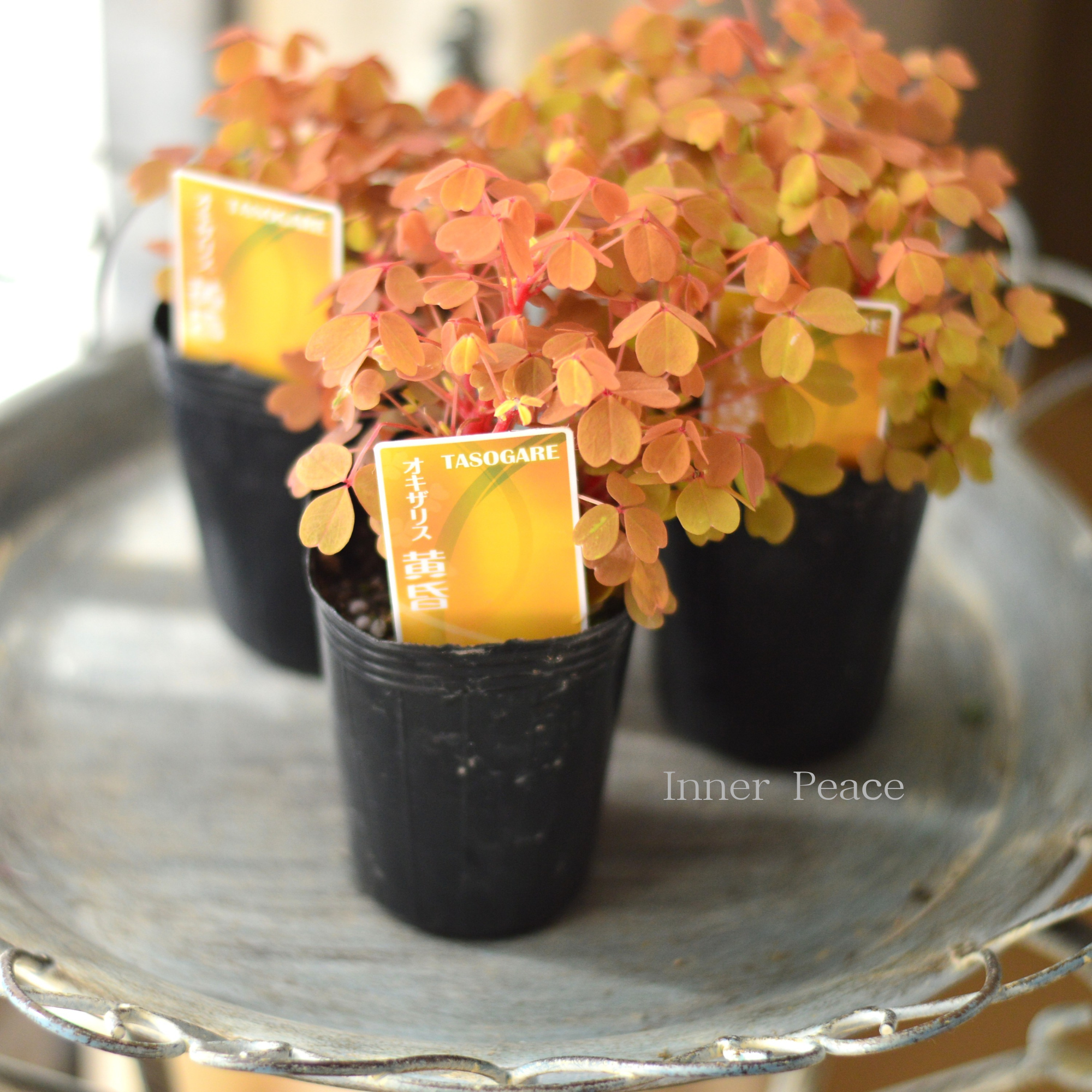 【美しい】 オキザリス 『黄昏~たそがれ~』 2.5寸ロングPOT