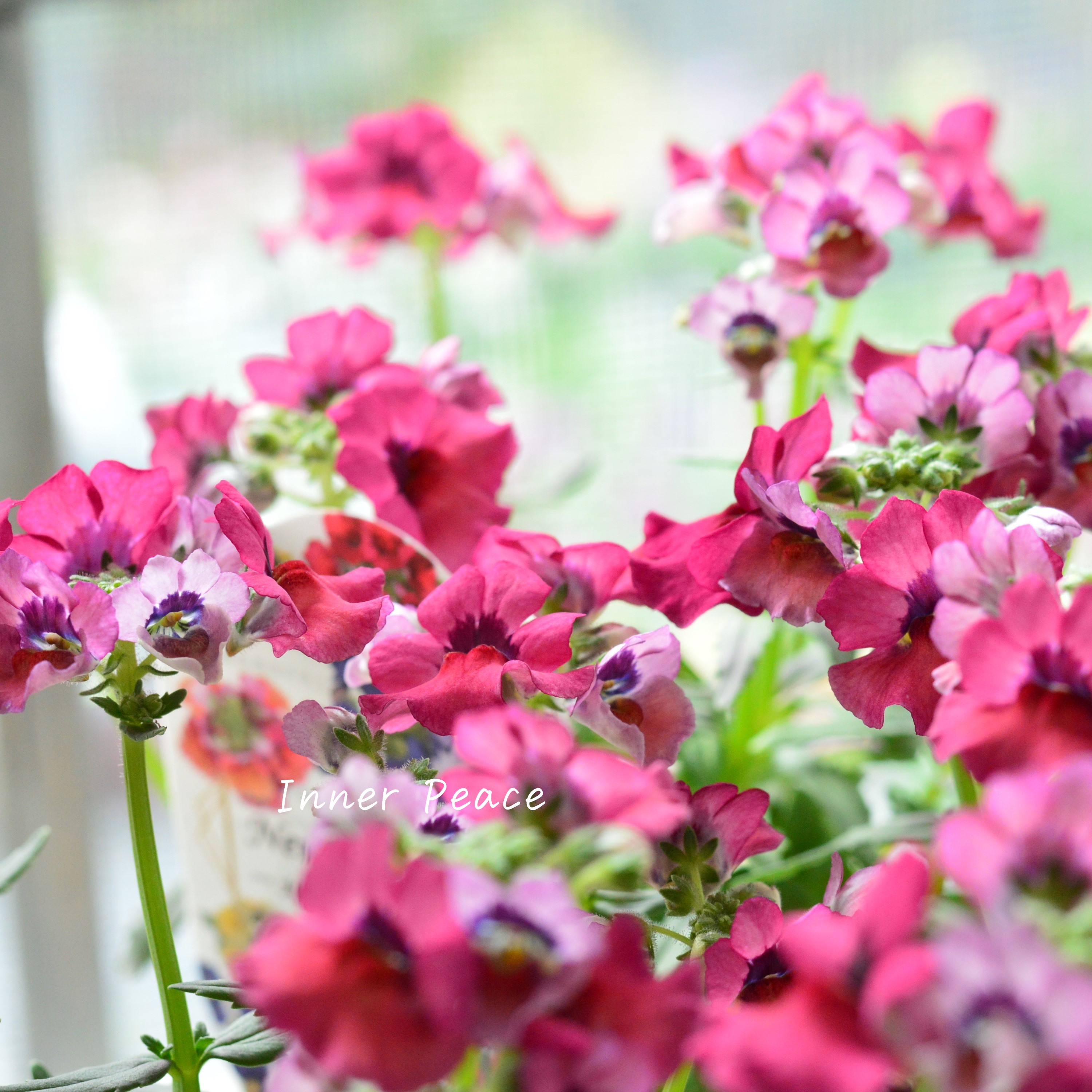 【宿根】 大輪ネメシア・ネシア 『マゼンタ』 3.5寸POT