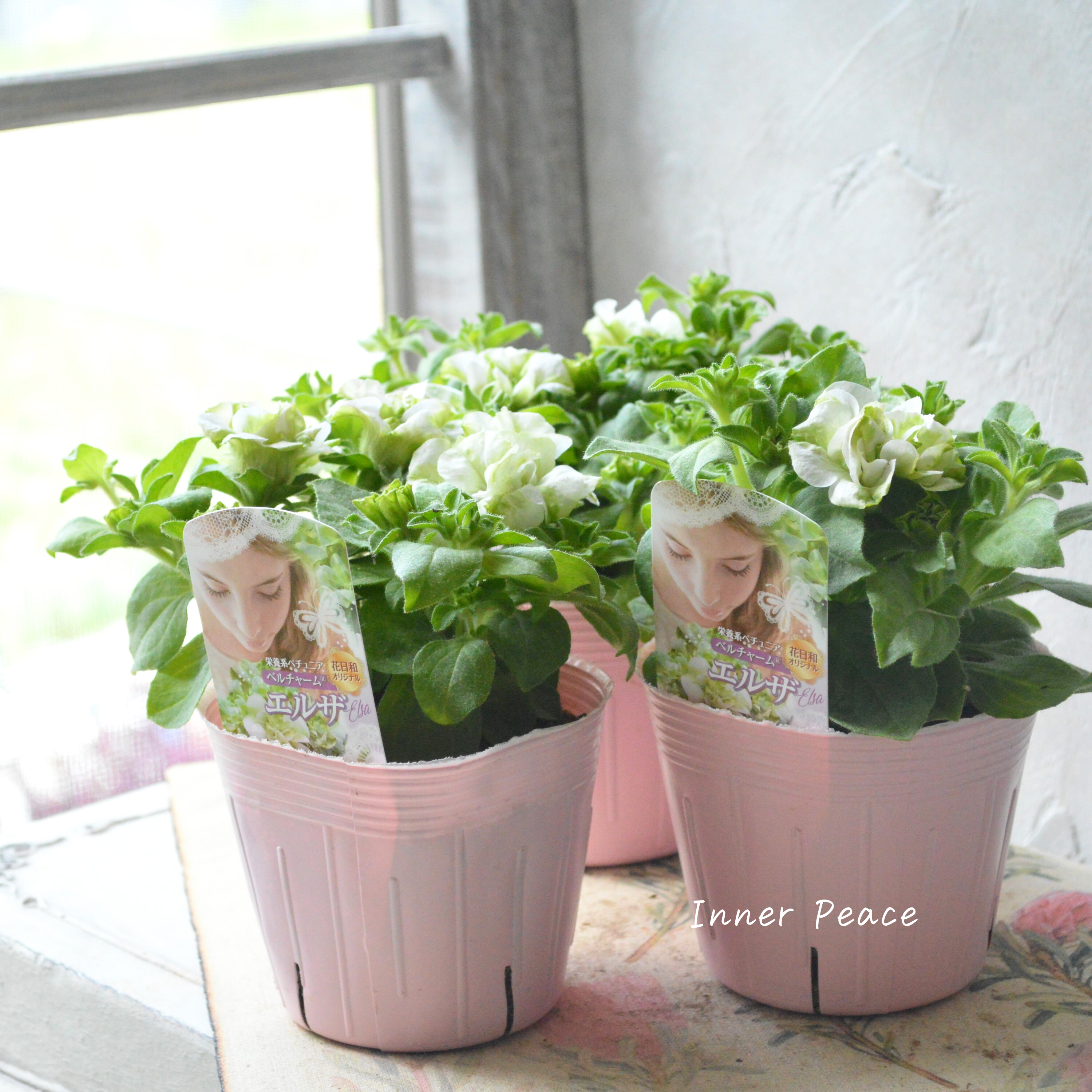 【花日和さんオリジナル】 栄養系ペチュニア 『ベルチャーム・エルザ』 3寸ロング~3.5寸POT