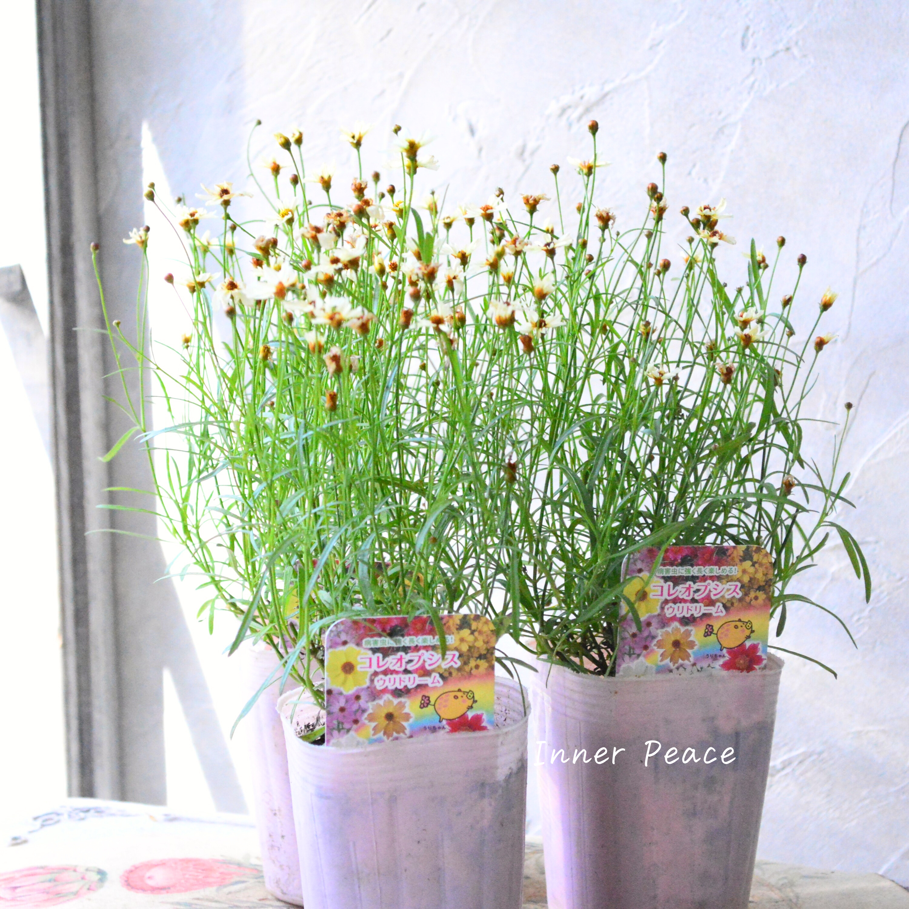 【アンティーク色】コレオプシス『ウリドリーム・ホワイトナイト』 3寸POT