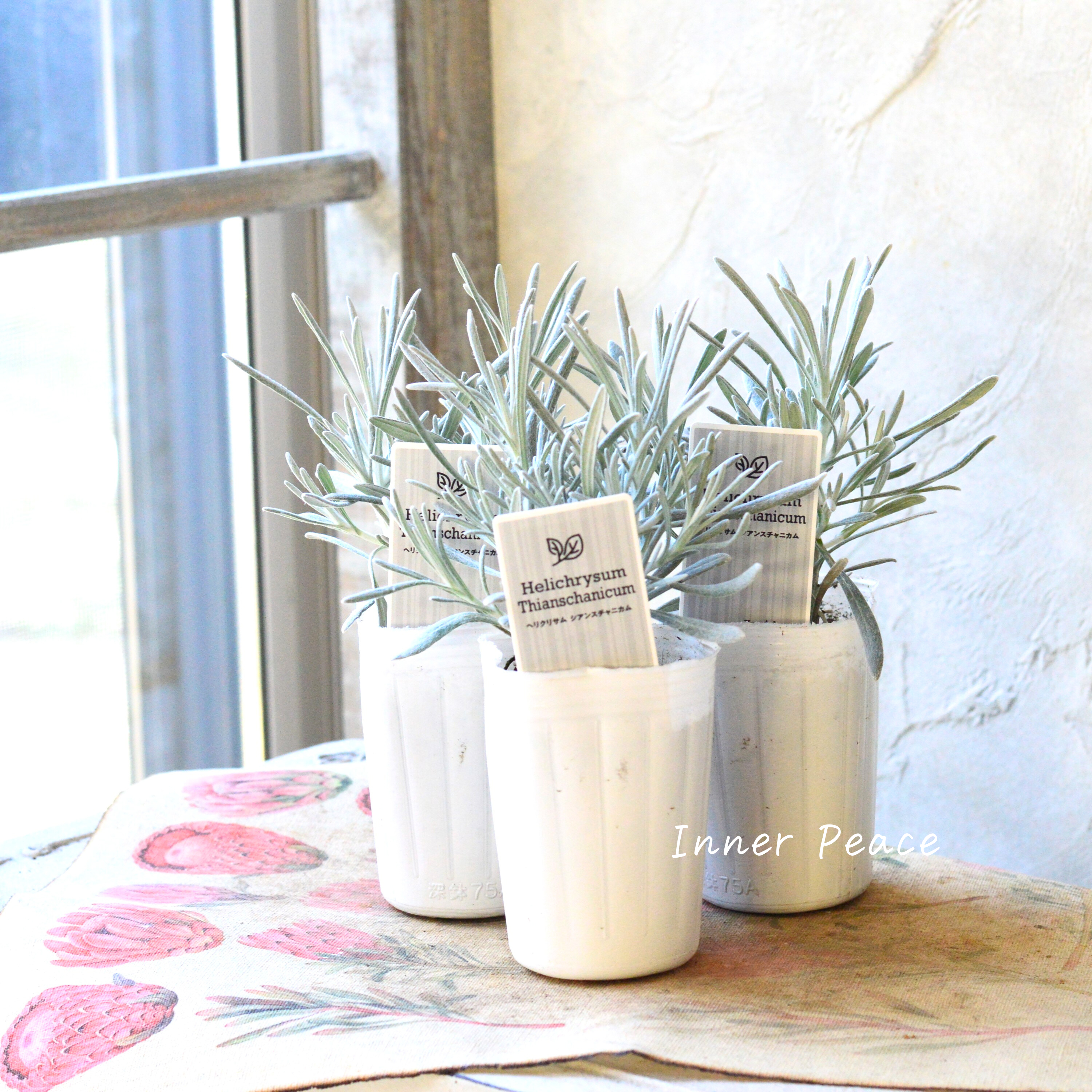 【寄せ植えに】 ヘリクリサム 『シアンスチャニカム』 3寸POT