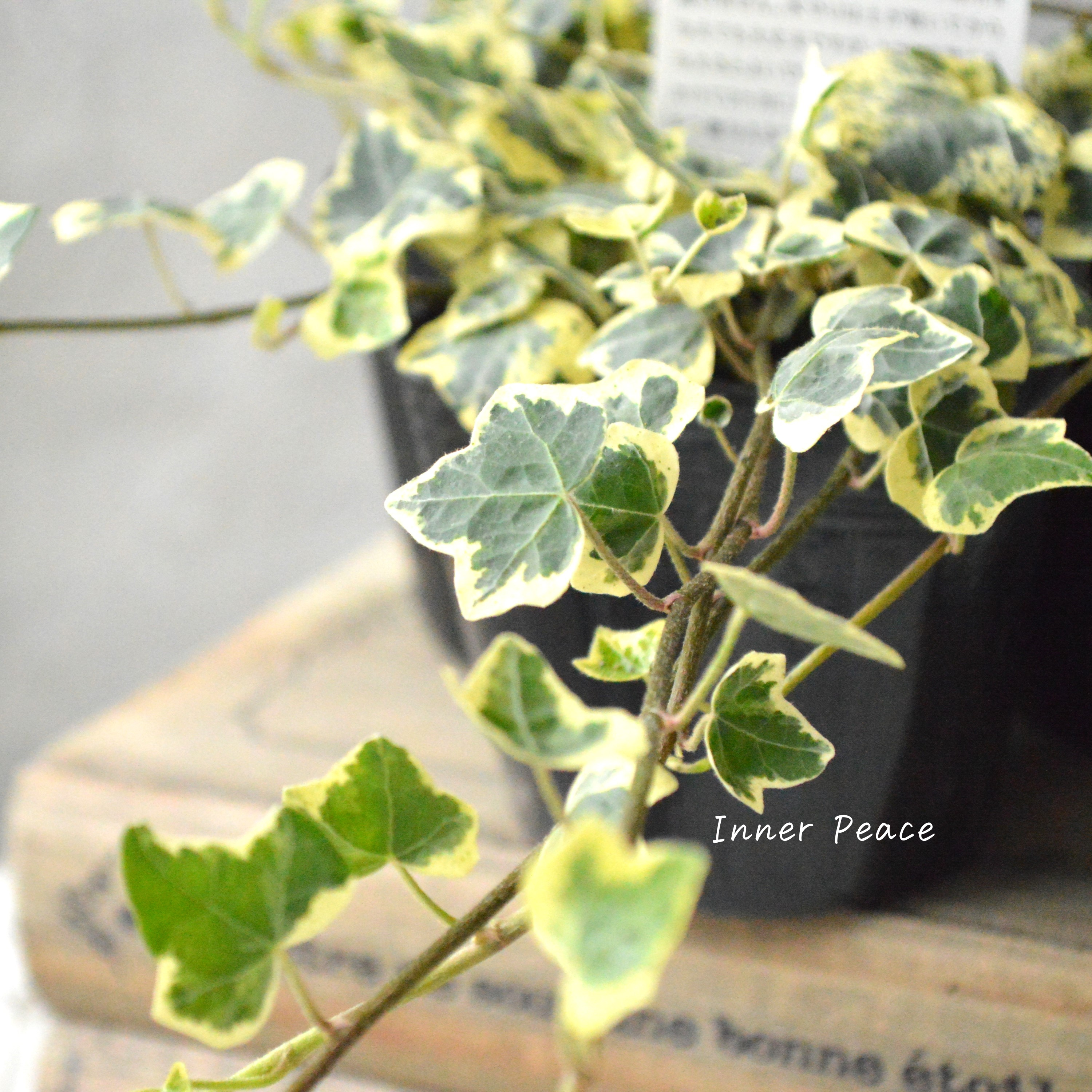 【斑入り】 ヘデラ 『カノン』 3寸POT