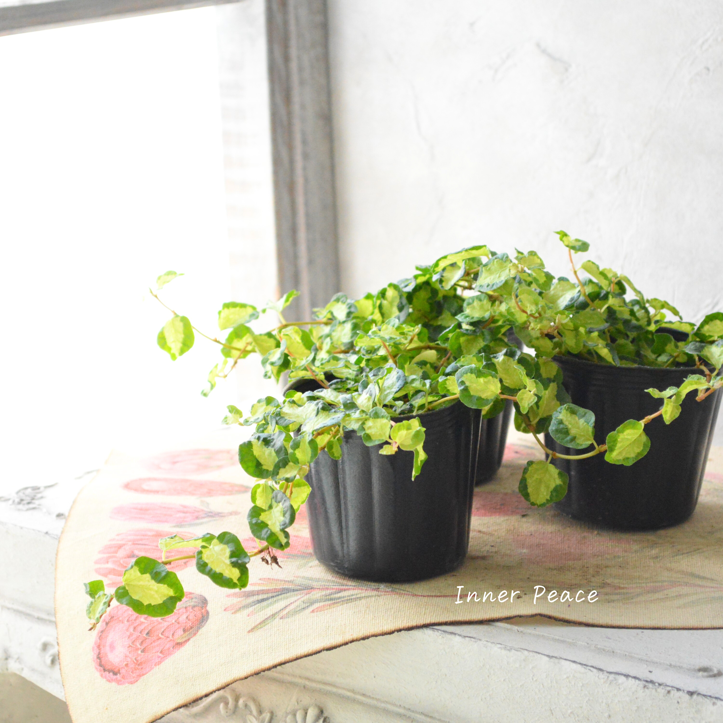 【斑入り】 フィカス プミラ 『月夜の光』 3寸POT