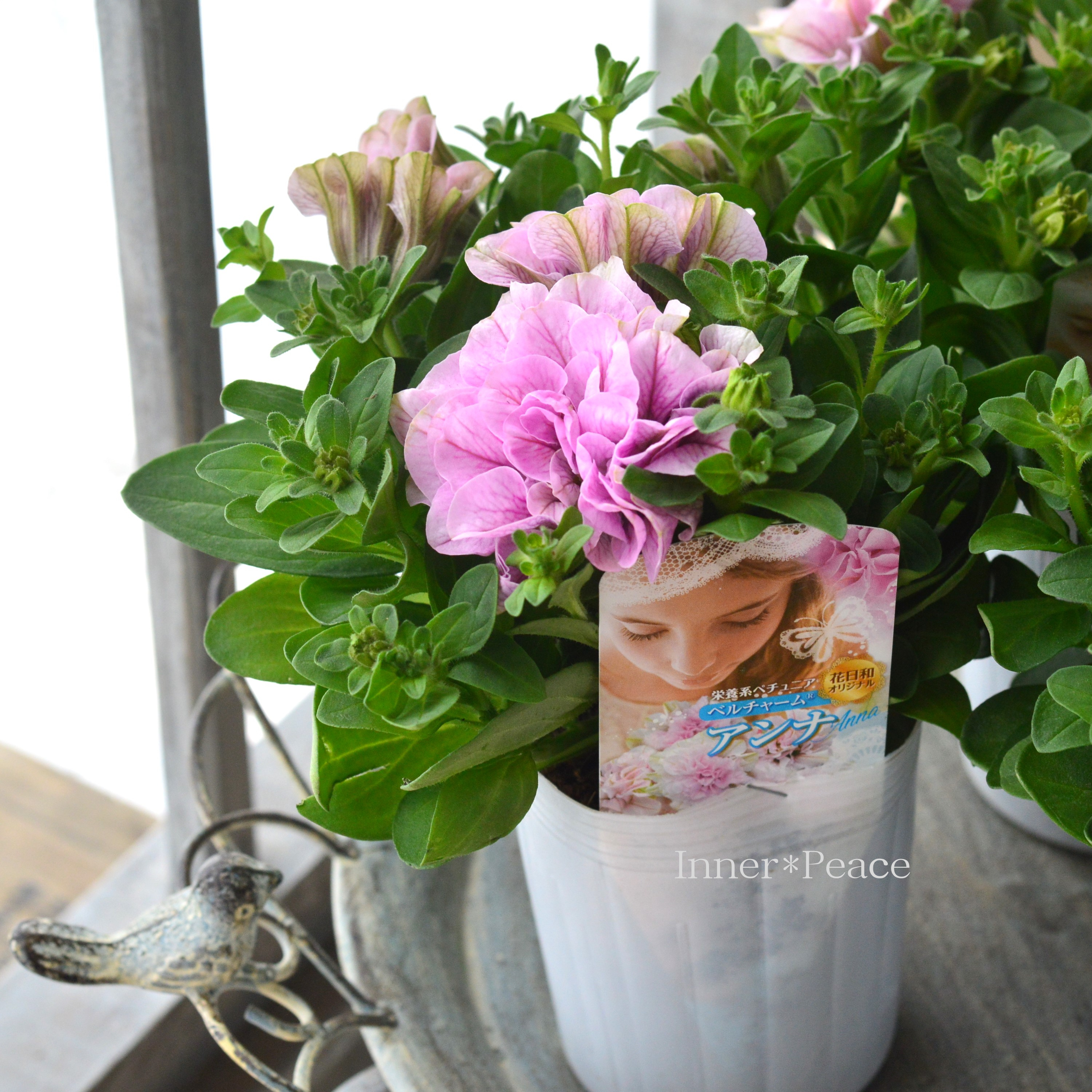 【花日和さんオリジナル】 栄養系ペチュニア 『ベルチャーム・アンナ』 3寸ロング~3.5寸POT