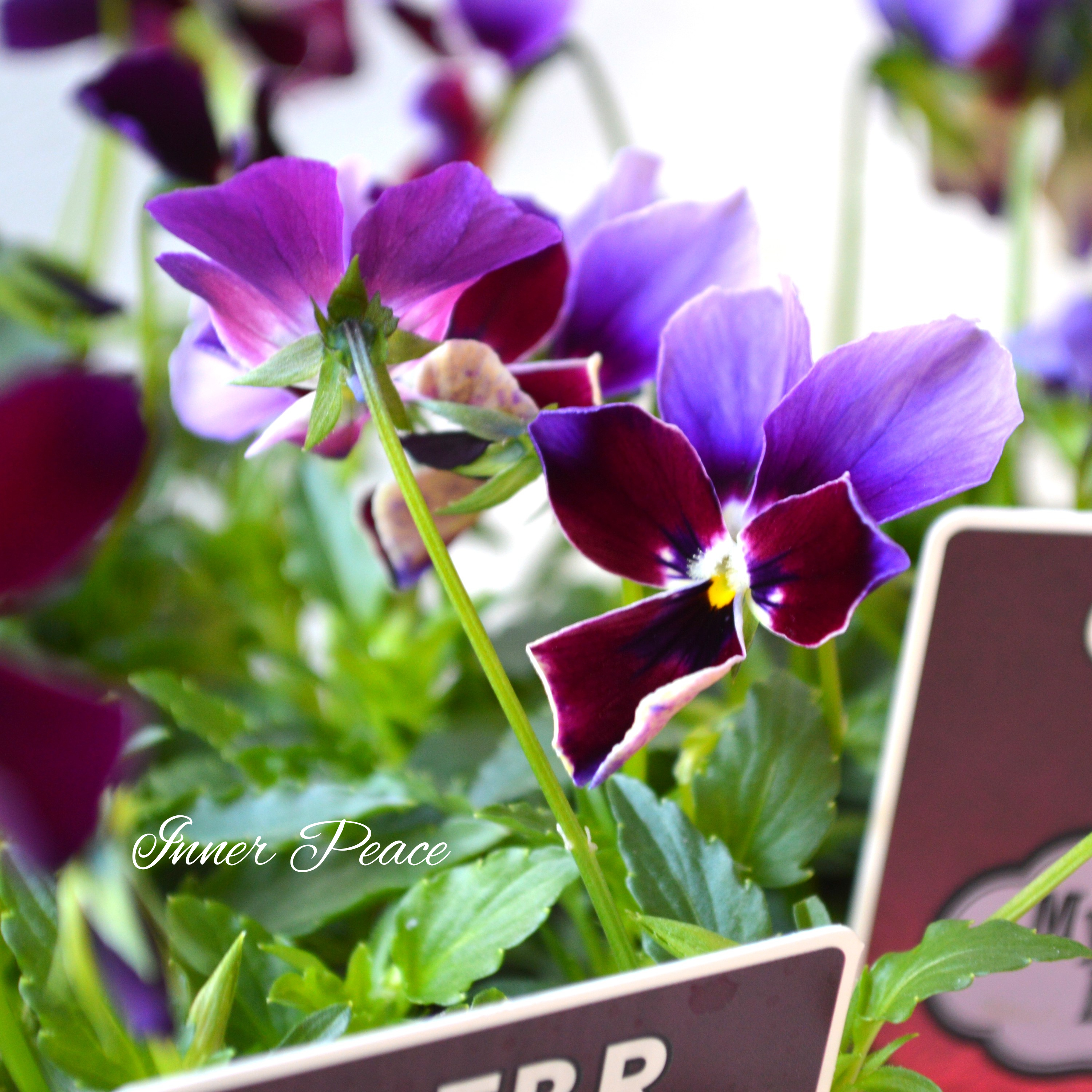 【ゲブラさん】 ビオラ 『ミステリアスバニー』 3.5寸POT