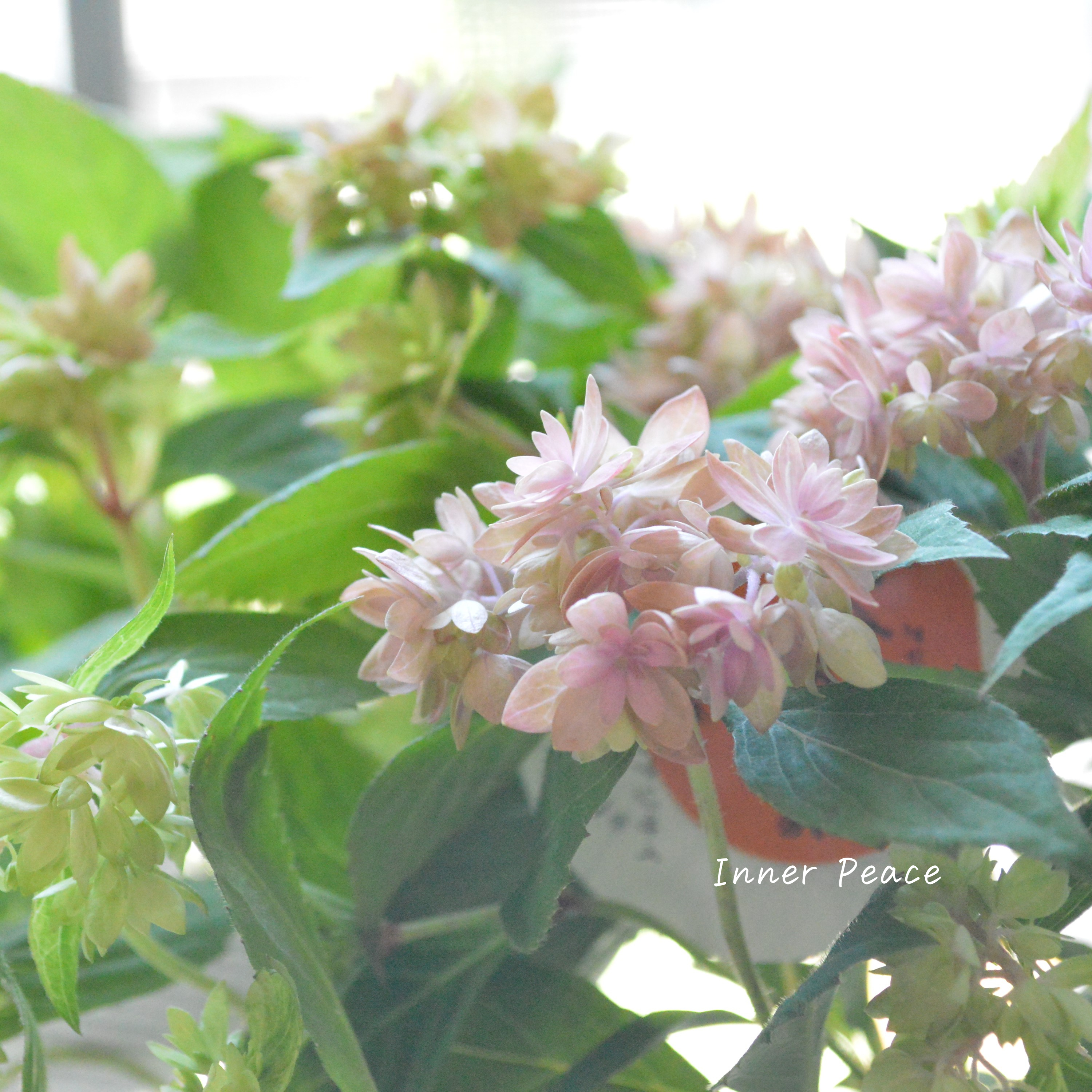 【吉岡麗子さん】 紫陽花 (ぽじさい)『マルルー・ピンク系』 3号POT