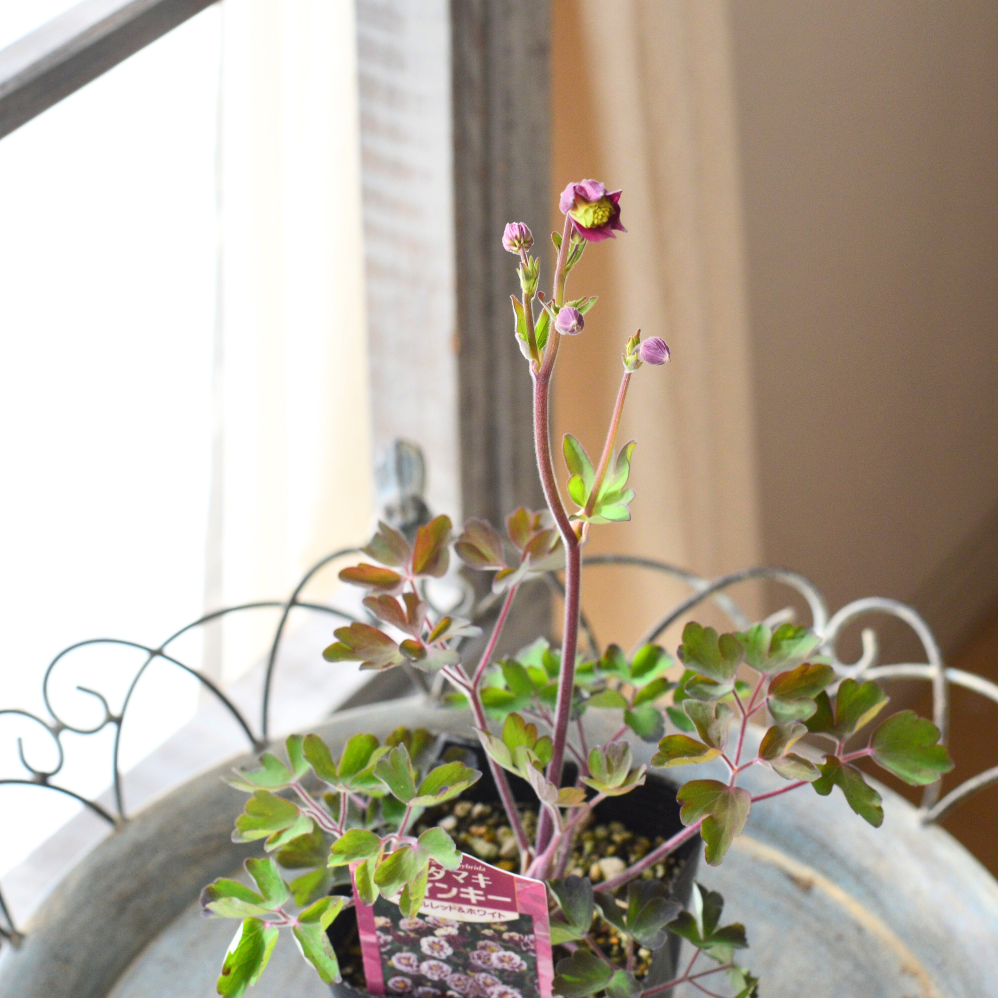 【八重咲き】 オダマキ・ウインキー 『ダブルレッド&ホワイト』 3.5寸POT