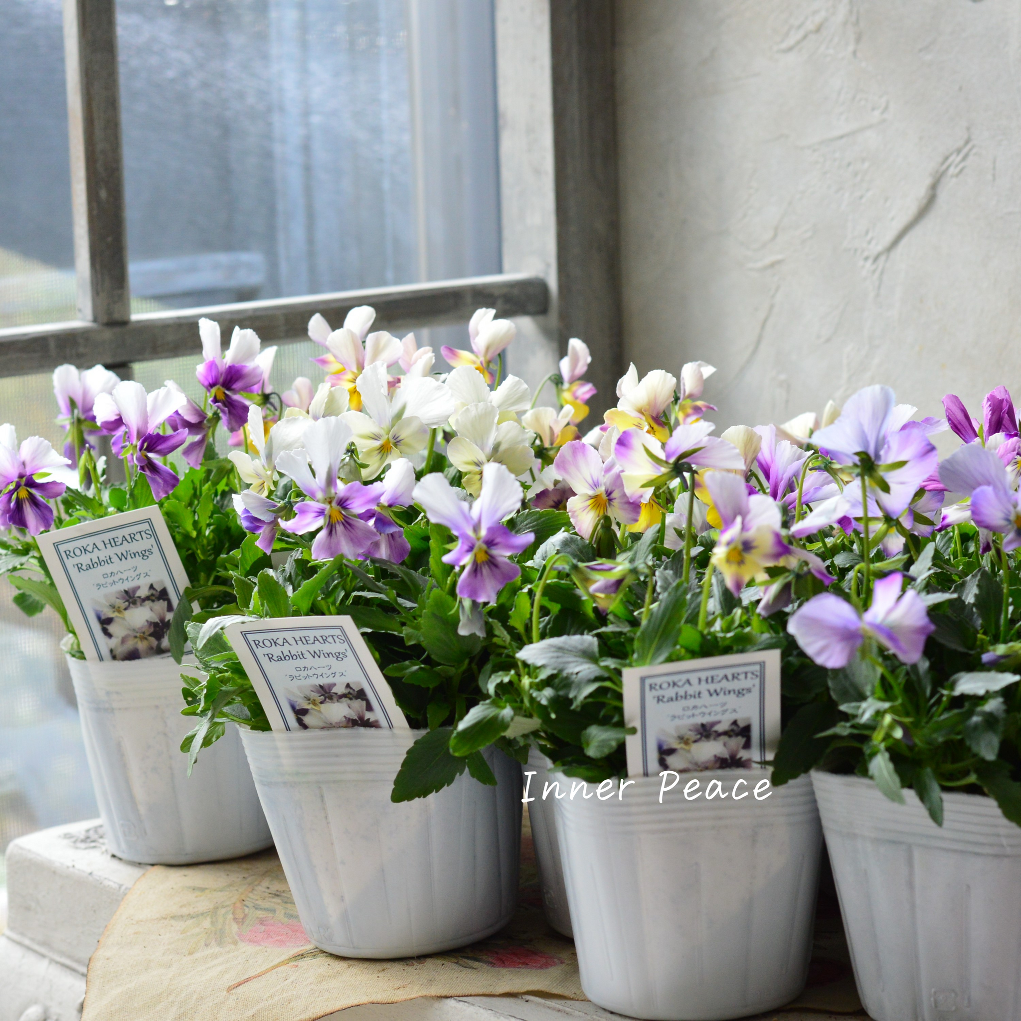 美しい】 ビオラ ロカハーツ 『ラビットウイングス』 3.5寸POT