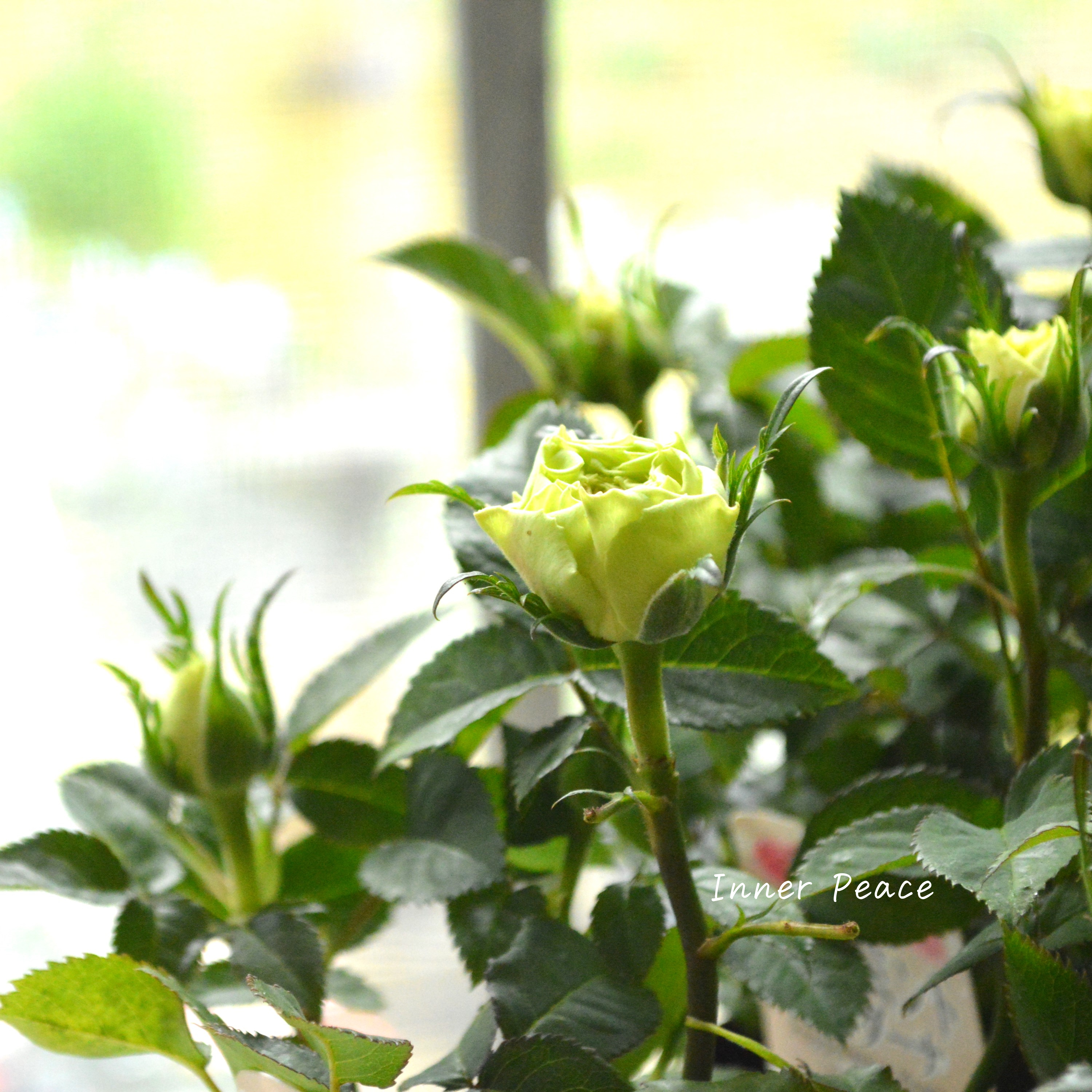 【美しい】ミニ薔薇 『コルダナ・ペパーミント』 3寸POT