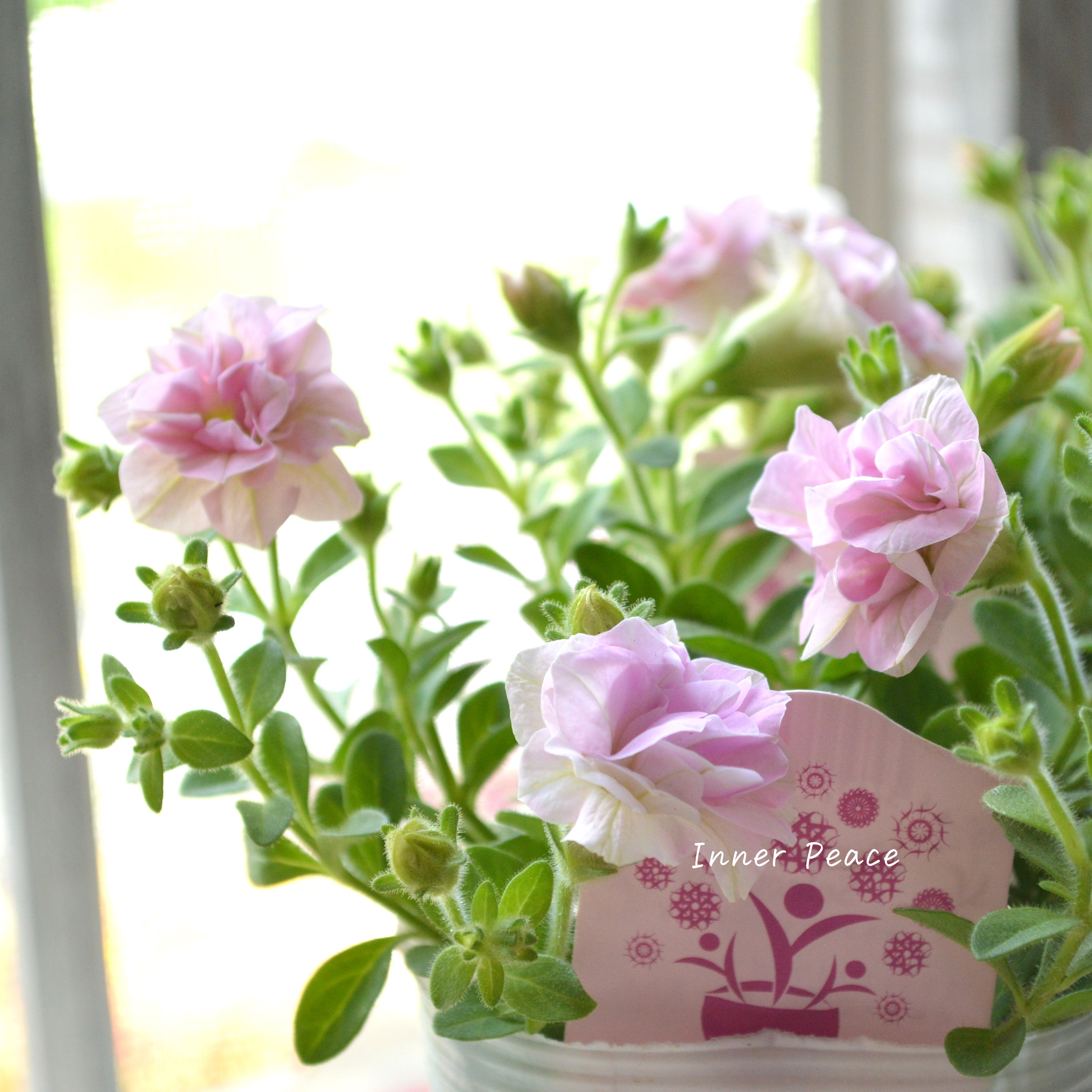 【希少】 Sale! ナラフラさんのペチュニア ピンク 3寸ロングPOT