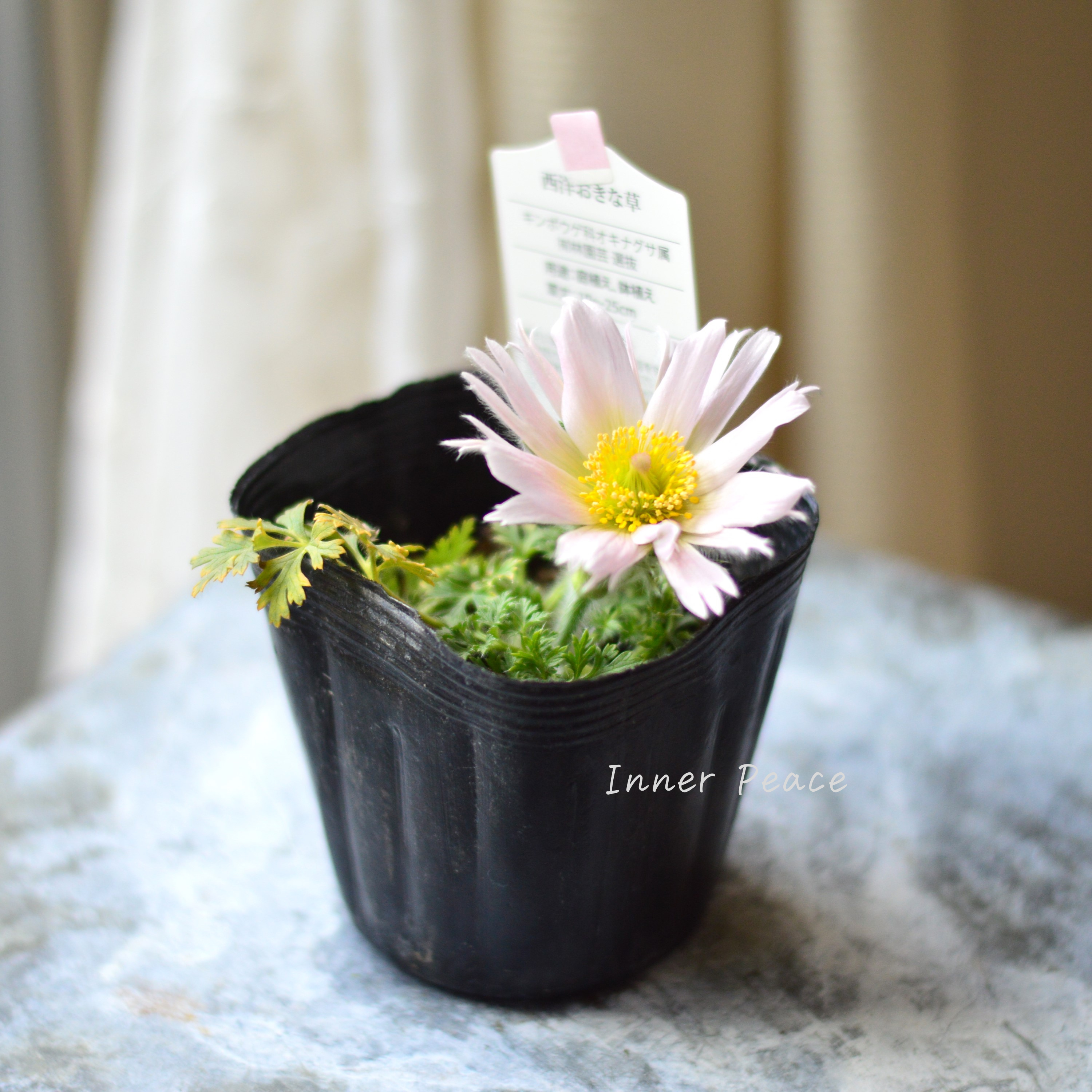 【美しい】 西洋オキナグサ 『プルサティラ ブルガリス・薄ピンク』 3.5寸POT