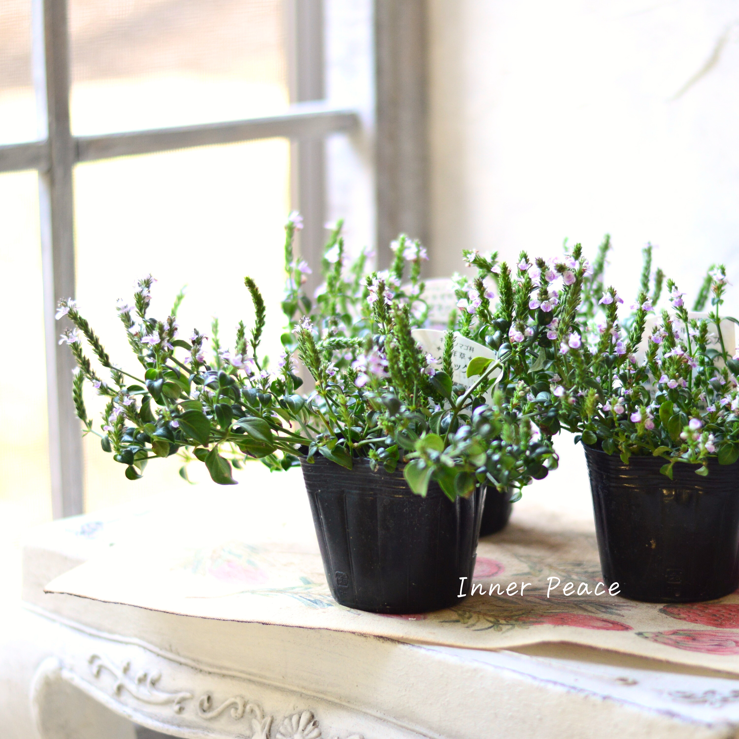 【かわいい】 ピンクネックレス (キツネノマゴ) 3寸POT