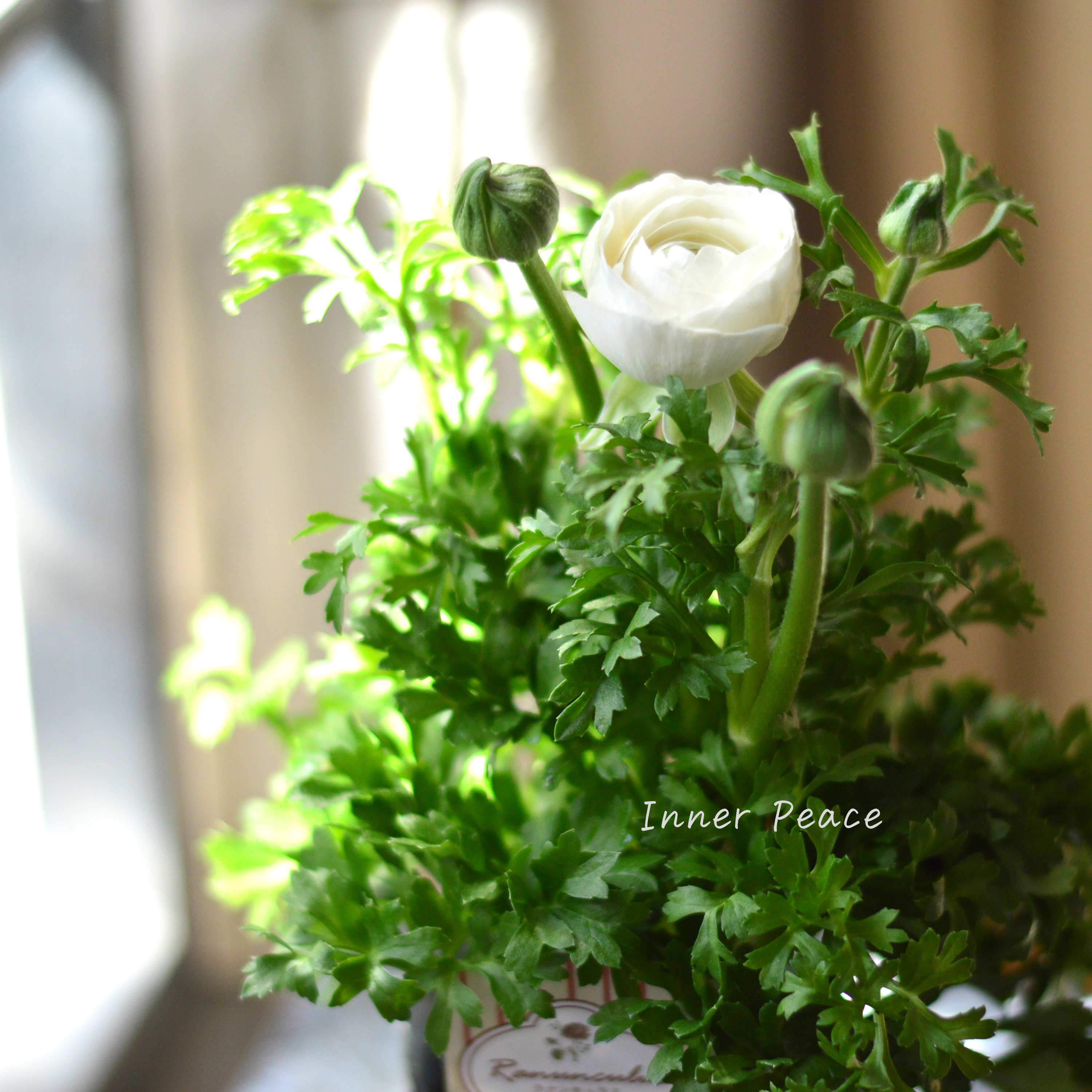 【かわいい】 ラナンキュラス 『スプリンクル・ホワイト』 3.5寸POT