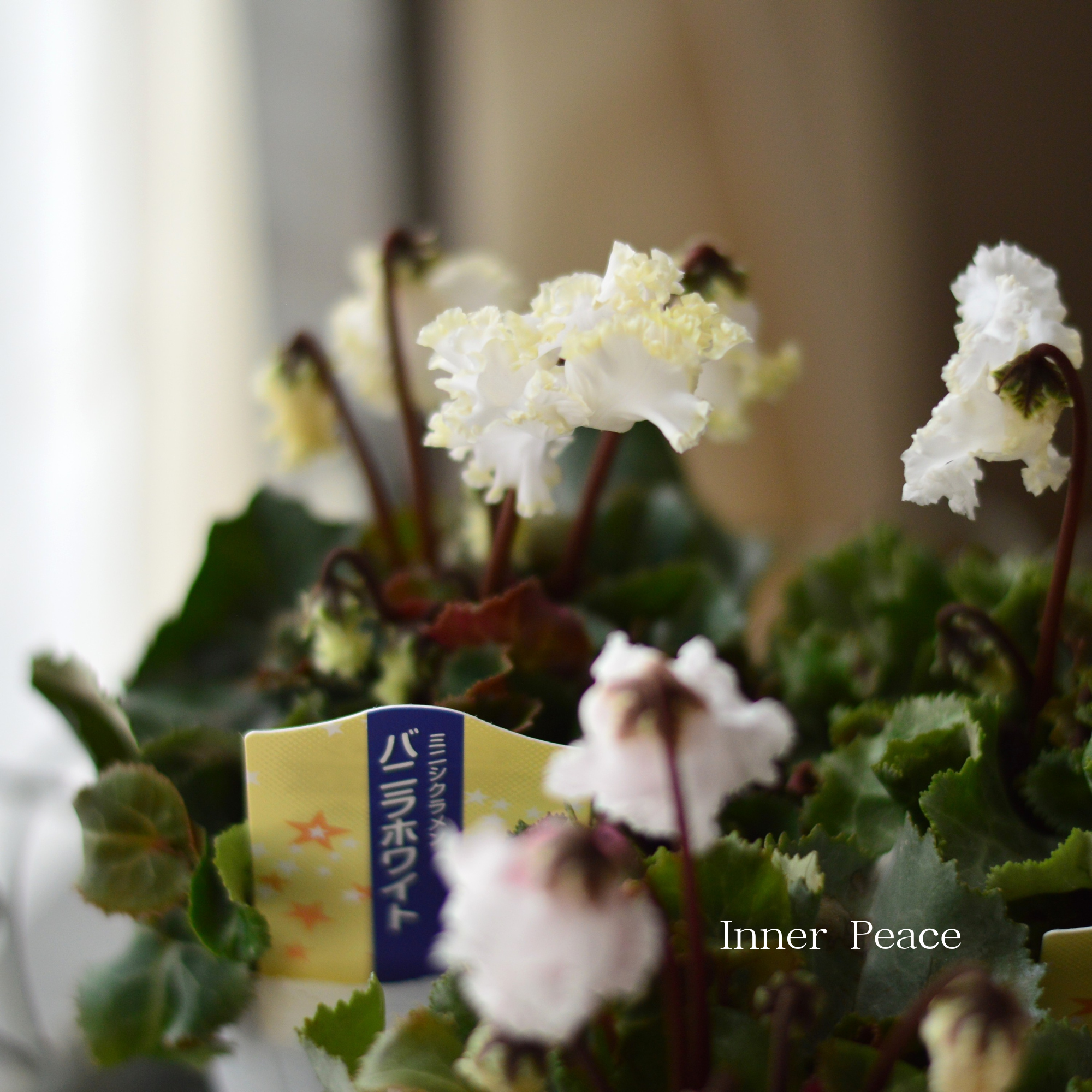 【かわいい】 ミニシクラメン 『バニラホワイト』 3寸~3.5寸POT