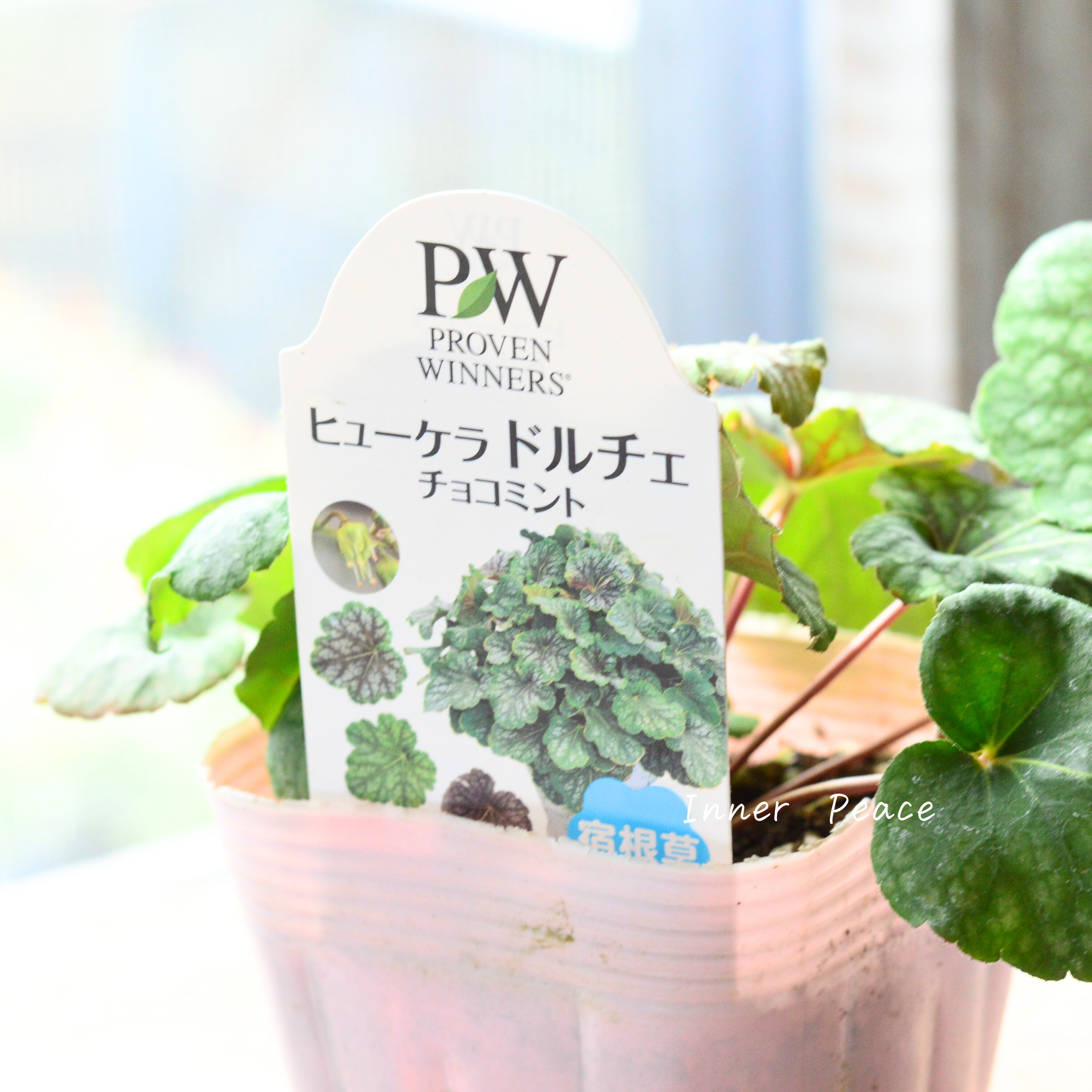 【PW】 ヒューケラ ドルチェ 『チョコミント』 3.5寸POT