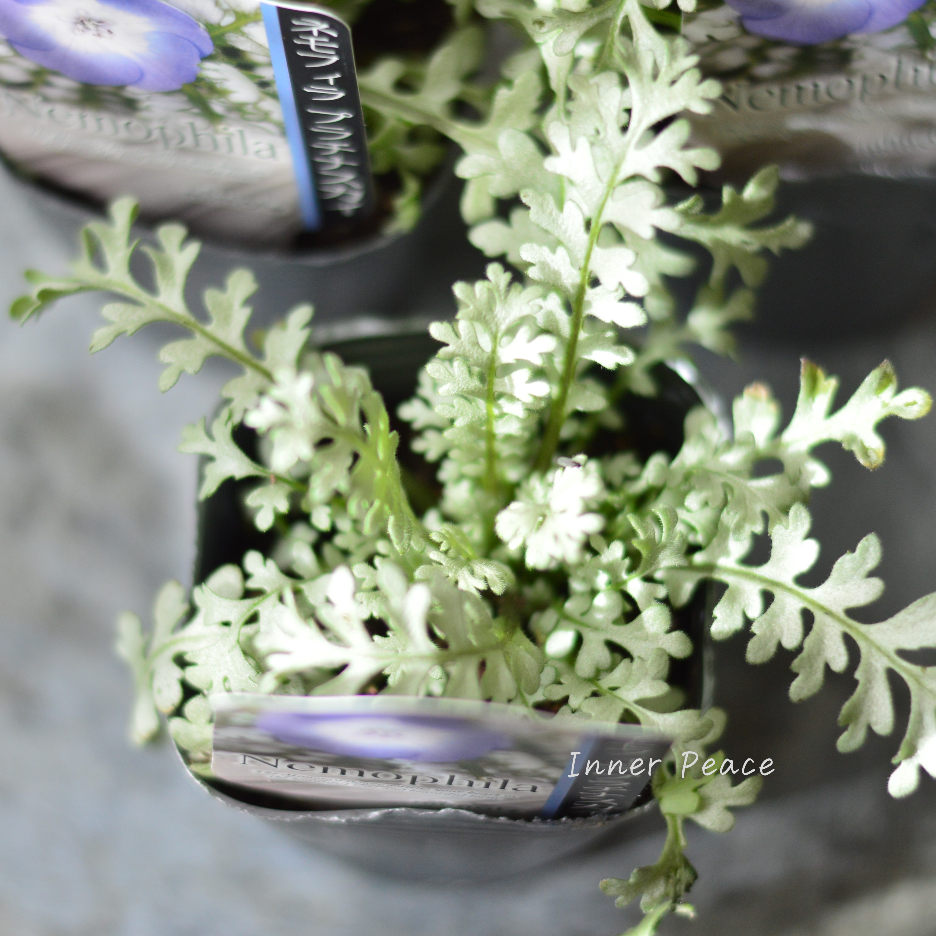 【見元園芸さん】 ネモフィラ 『プラチナスカイ』 植え込み用 3寸POT