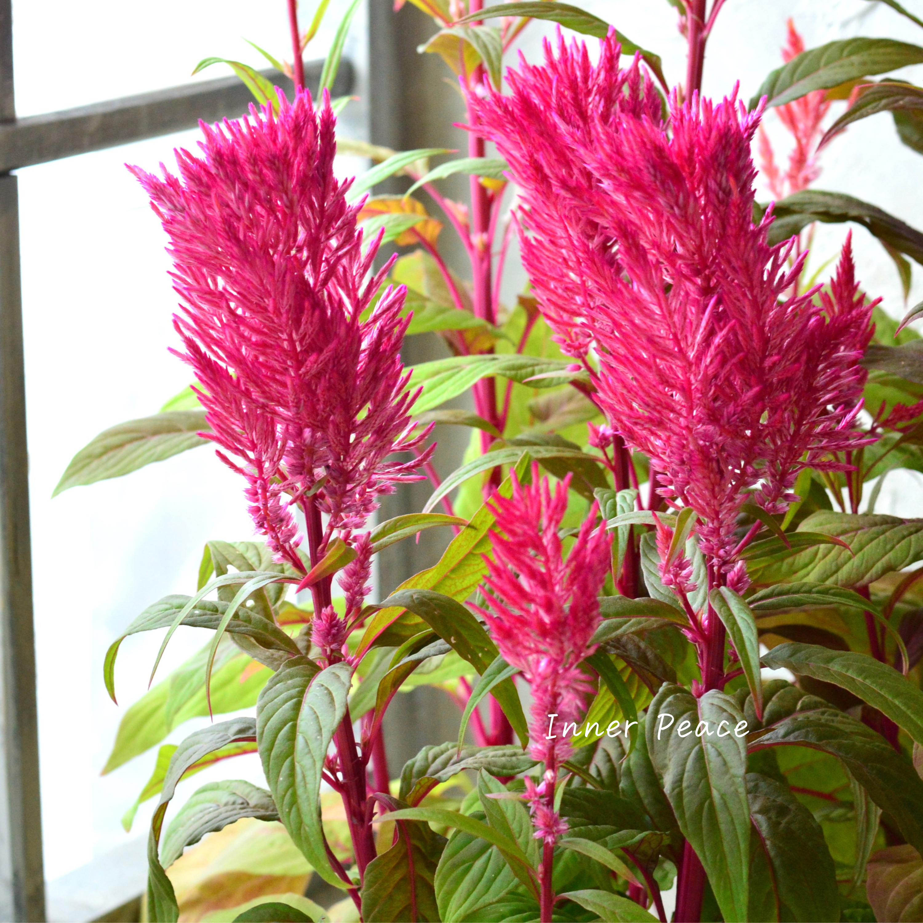 【ゲブラナガトヨさん】 ケイトウ 『霧島の秋・オレンジレッド系』 3.5寸POT