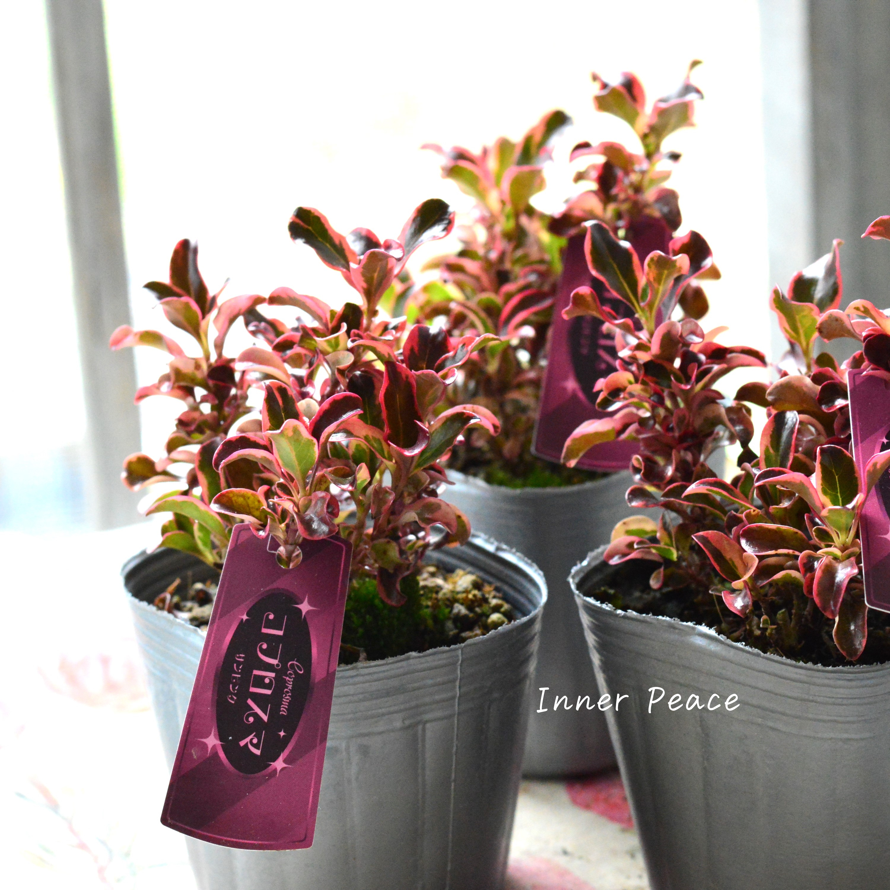 【寄せ植えに】 コプロスマ 『サンピンク』 3寸POT