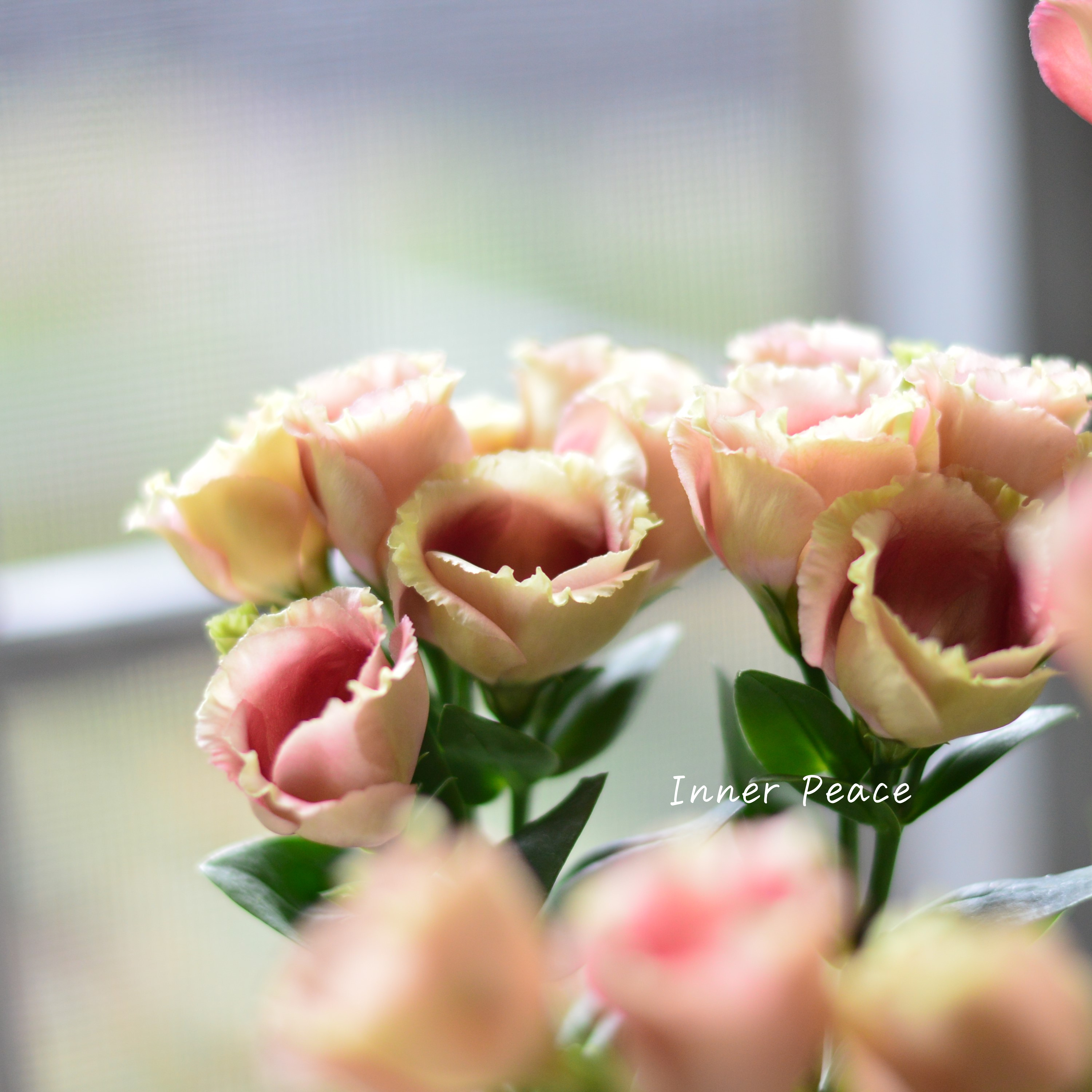 【美しい】 トルコギキョウ 『プッチーノチョコ』 2.5~3寸POT