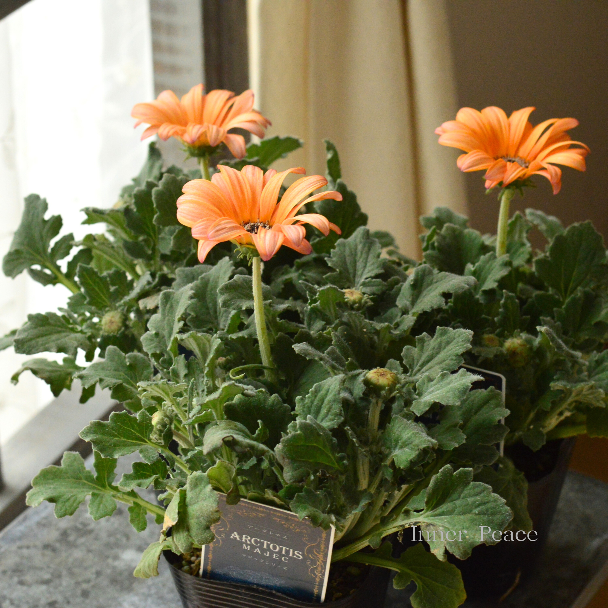 【かわいい】 アークトチス 『マジックフラミンゴ』 3.5寸POT